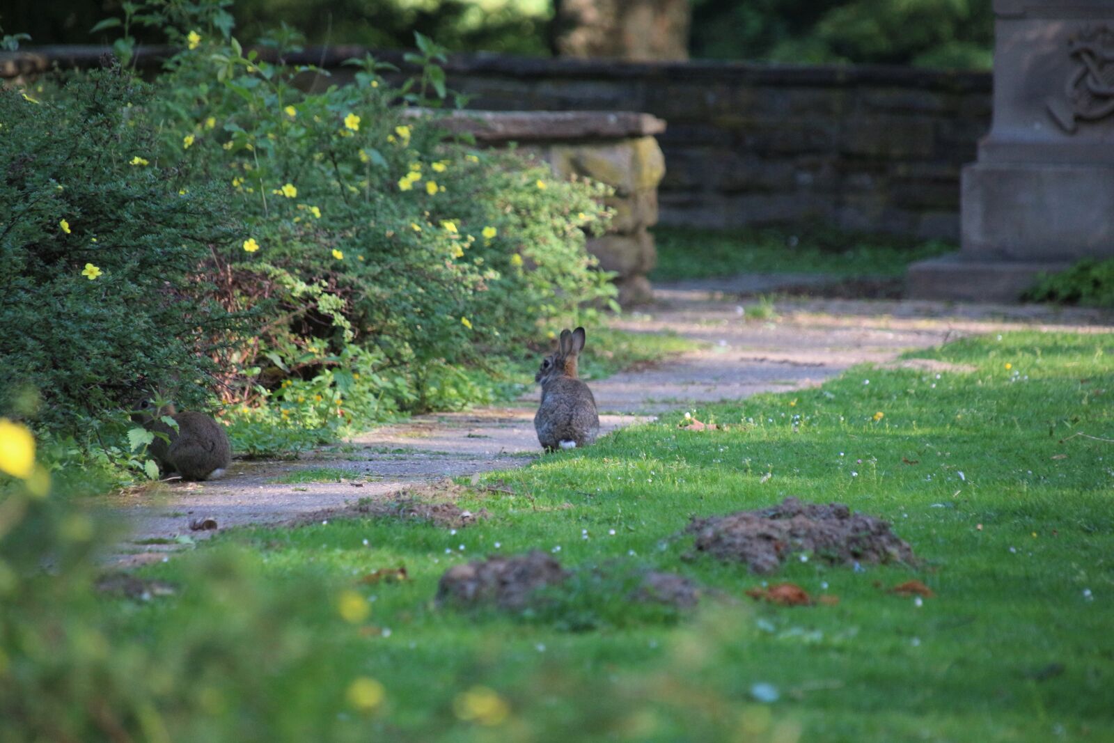 Canon EOS 700D (EOS Rebel T5i / EOS Kiss X7i) sample photo. Rabbit, easter, animal photography