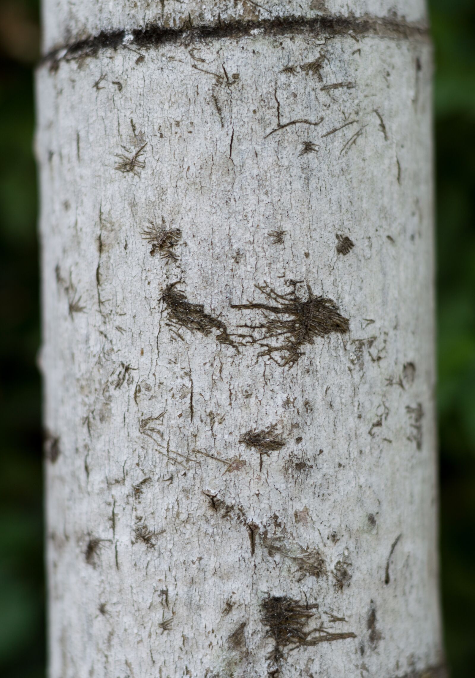 Nikon D3200 sample photo. The trunk of the photography