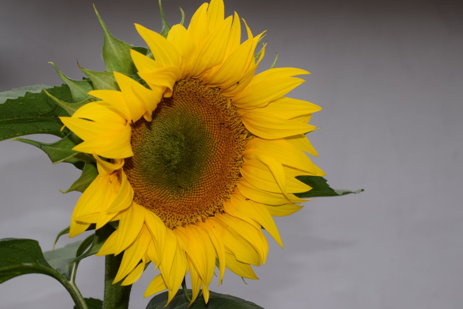 Nikon D3300 sample photo. Sunflower, flowers, blossom photography