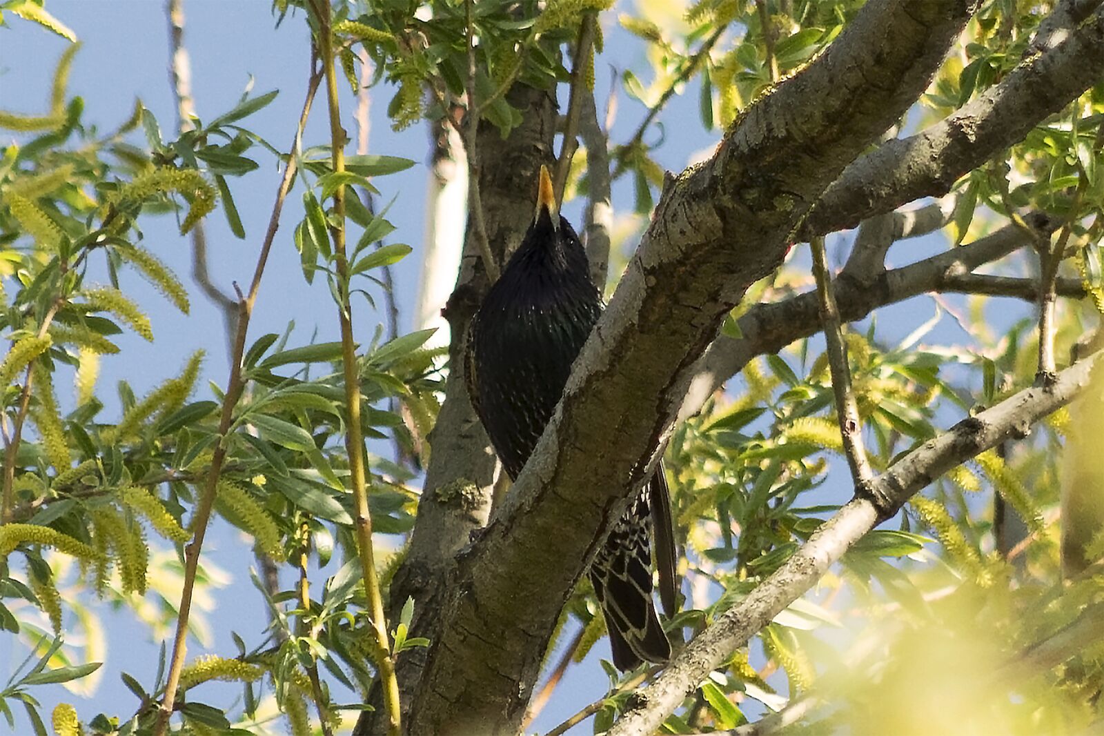Canon EF75-300mm f/4-5.6 sample photo. Starling, rig f l photography