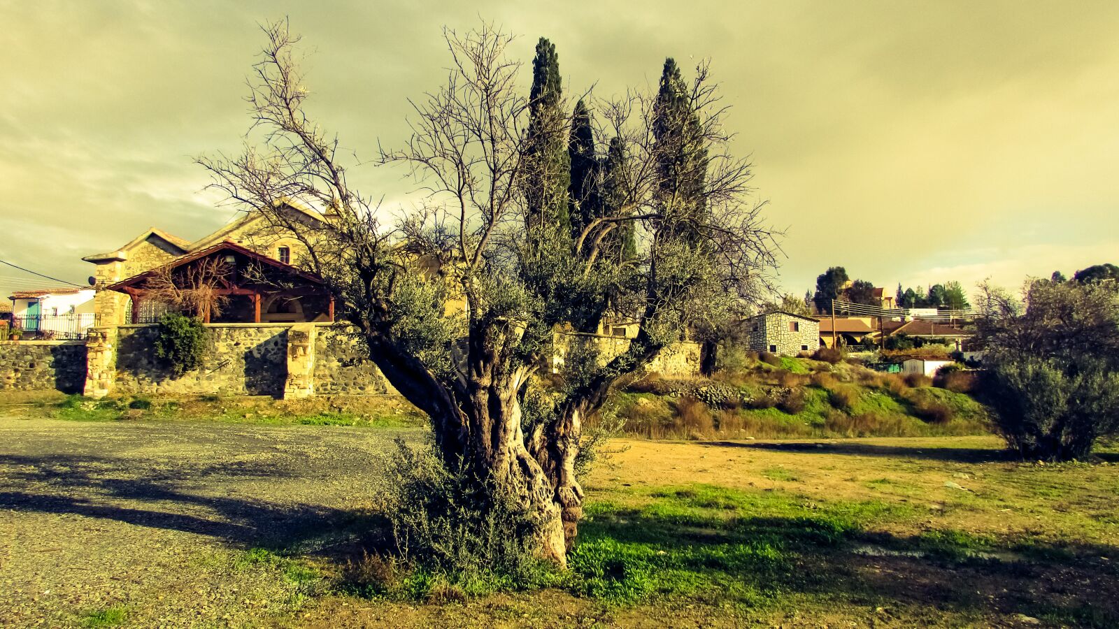 Canon PowerShot SX400 IS sample photo. Olive tree, nature, countryside photography