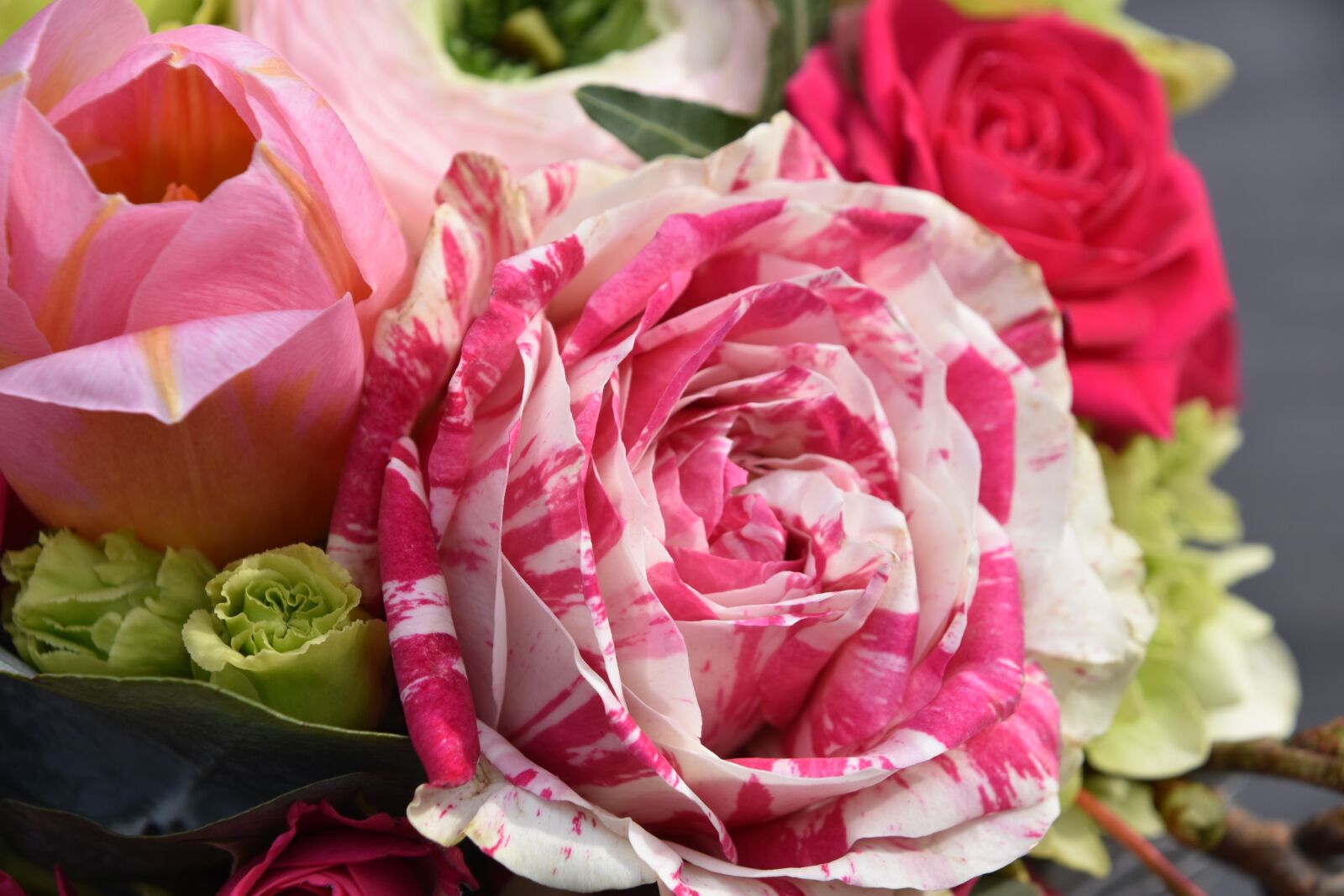 Nikon D5600 sample photo. Flower, pink, plant photography