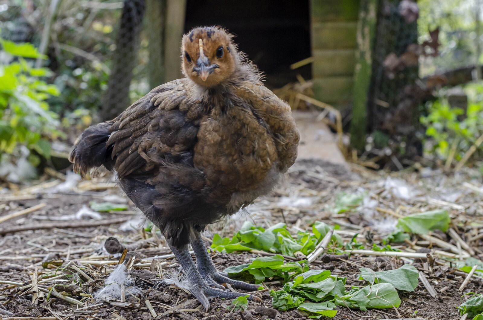 Nikon D7000 sample photo. Chick, hen, low photography