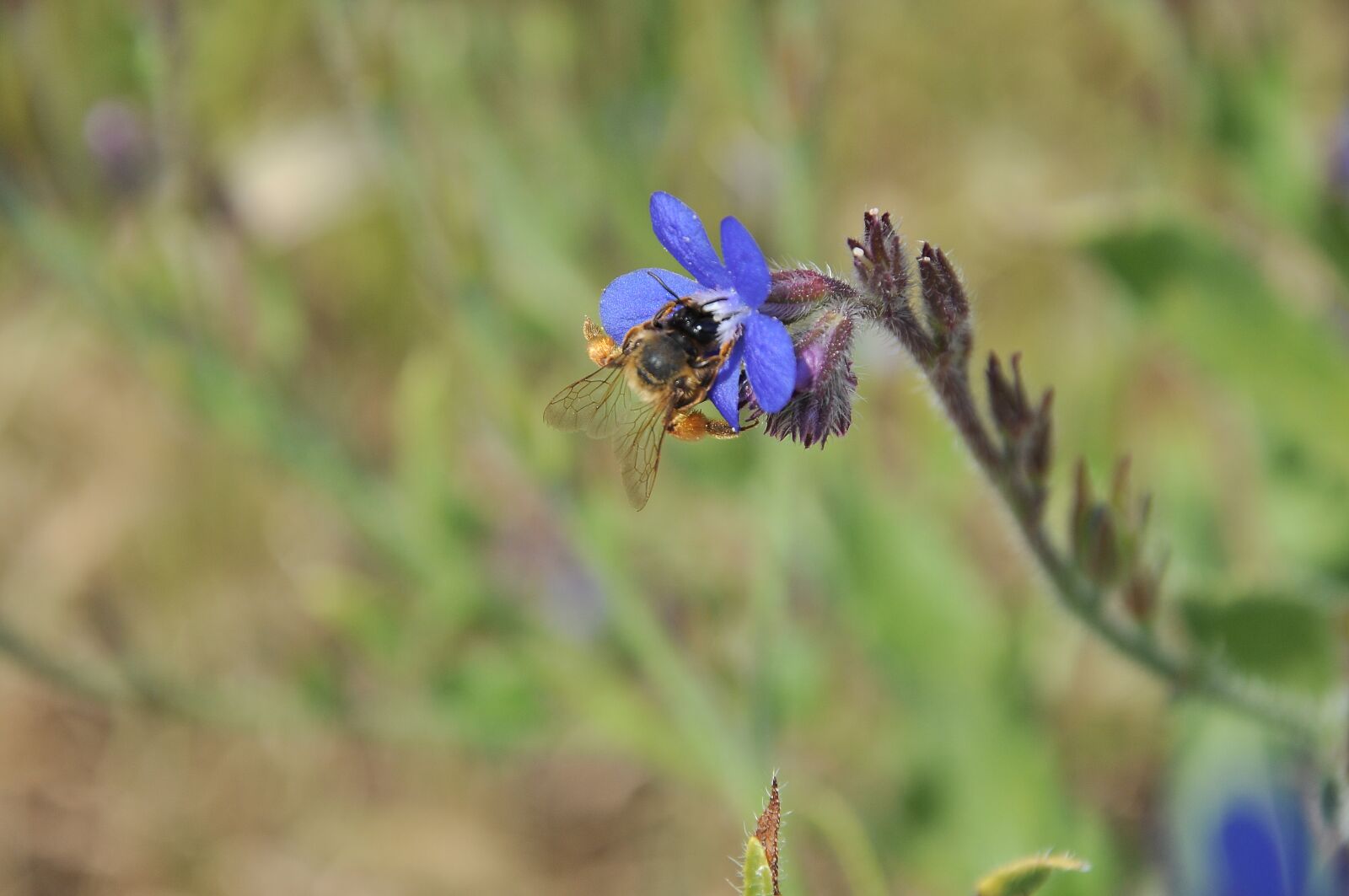 Nikon D90 sample photo. Nature, flower, bee photography