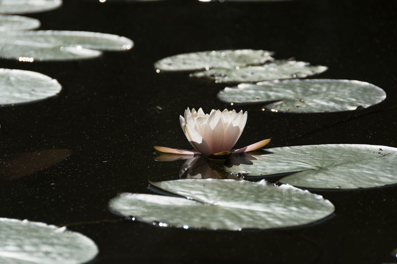 Nikon D5600 sample photo. Water lily, pond, plants photography