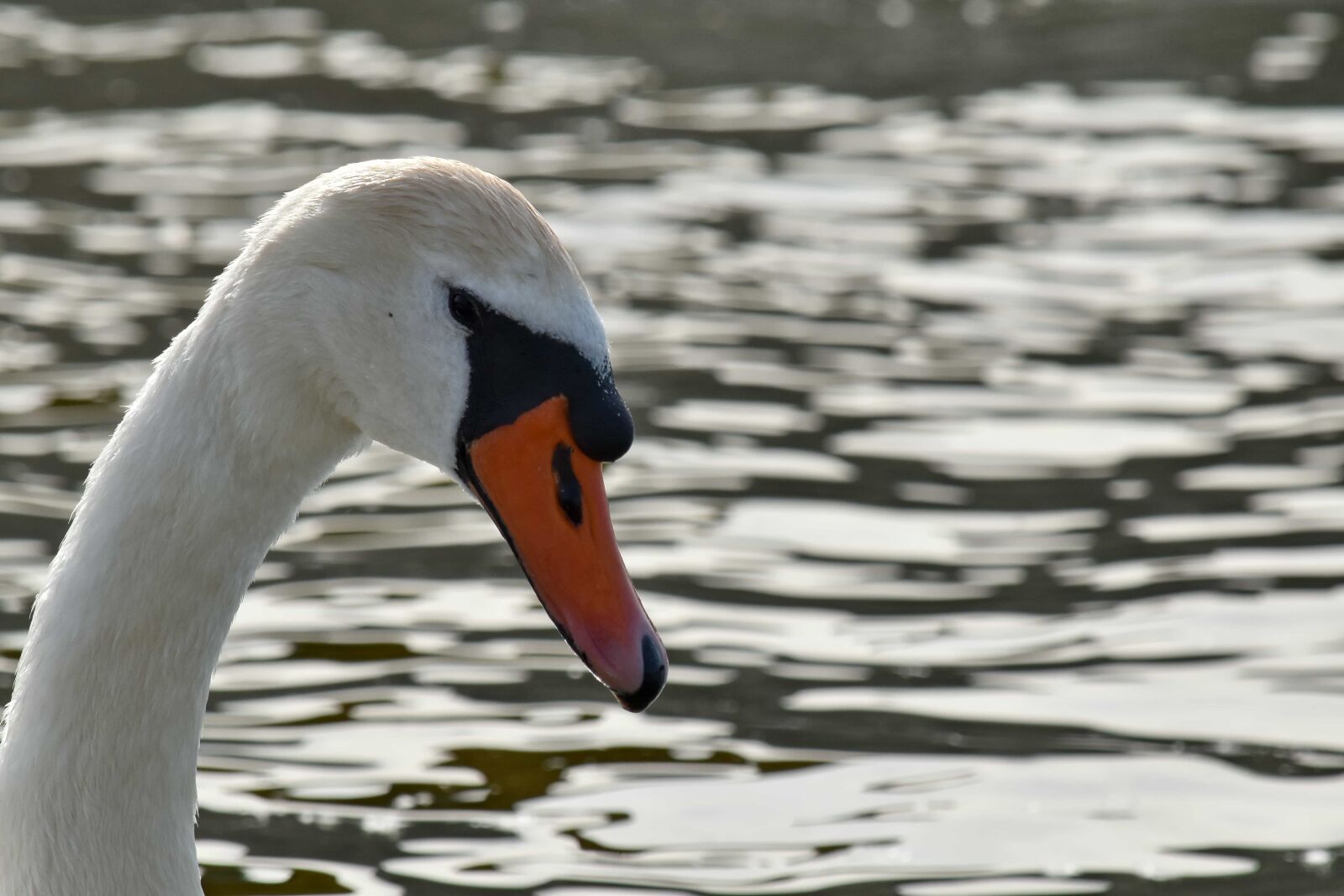 Nikon D5500 sample photo. Head, swan, waterfowl, aquatic photography
