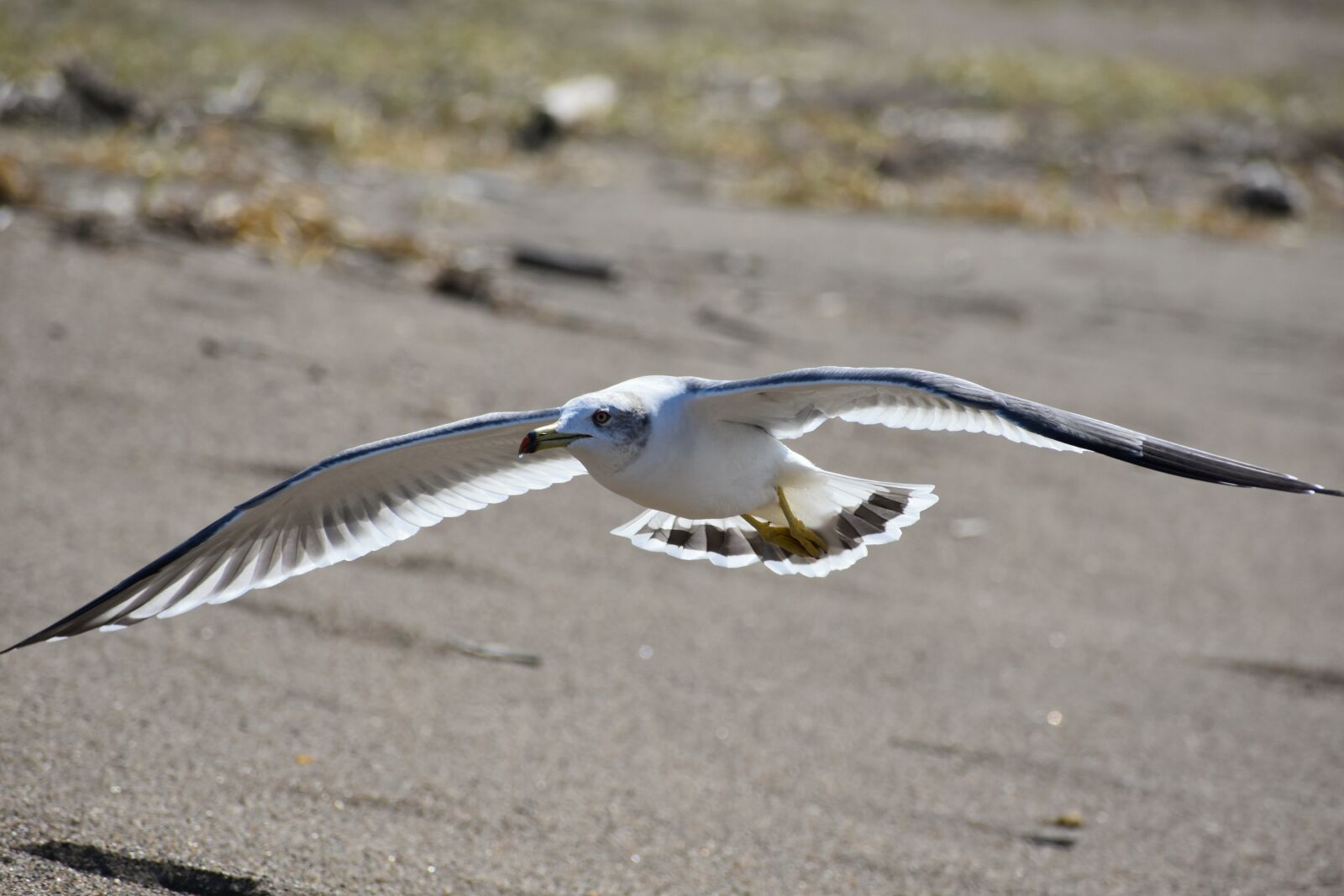 Nikon D7200 sample photo. Animal, sea, beach photography