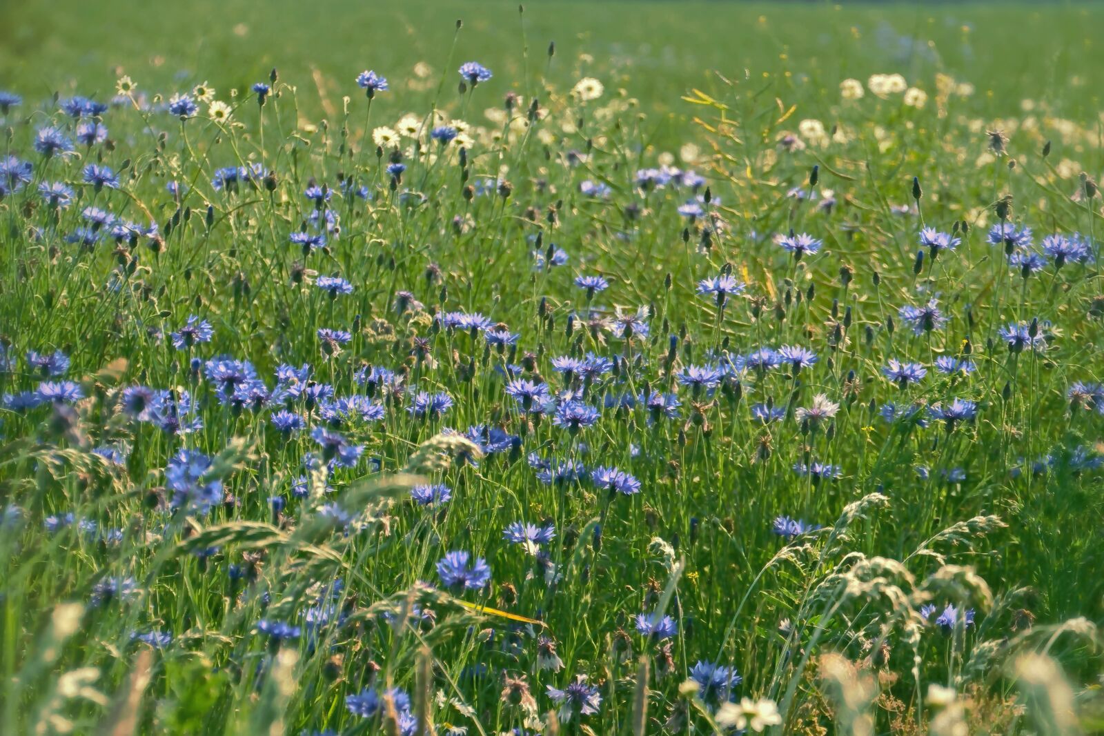 Nikon D5600 sample photo. Flowers, blütenmeer, cornflowers photography