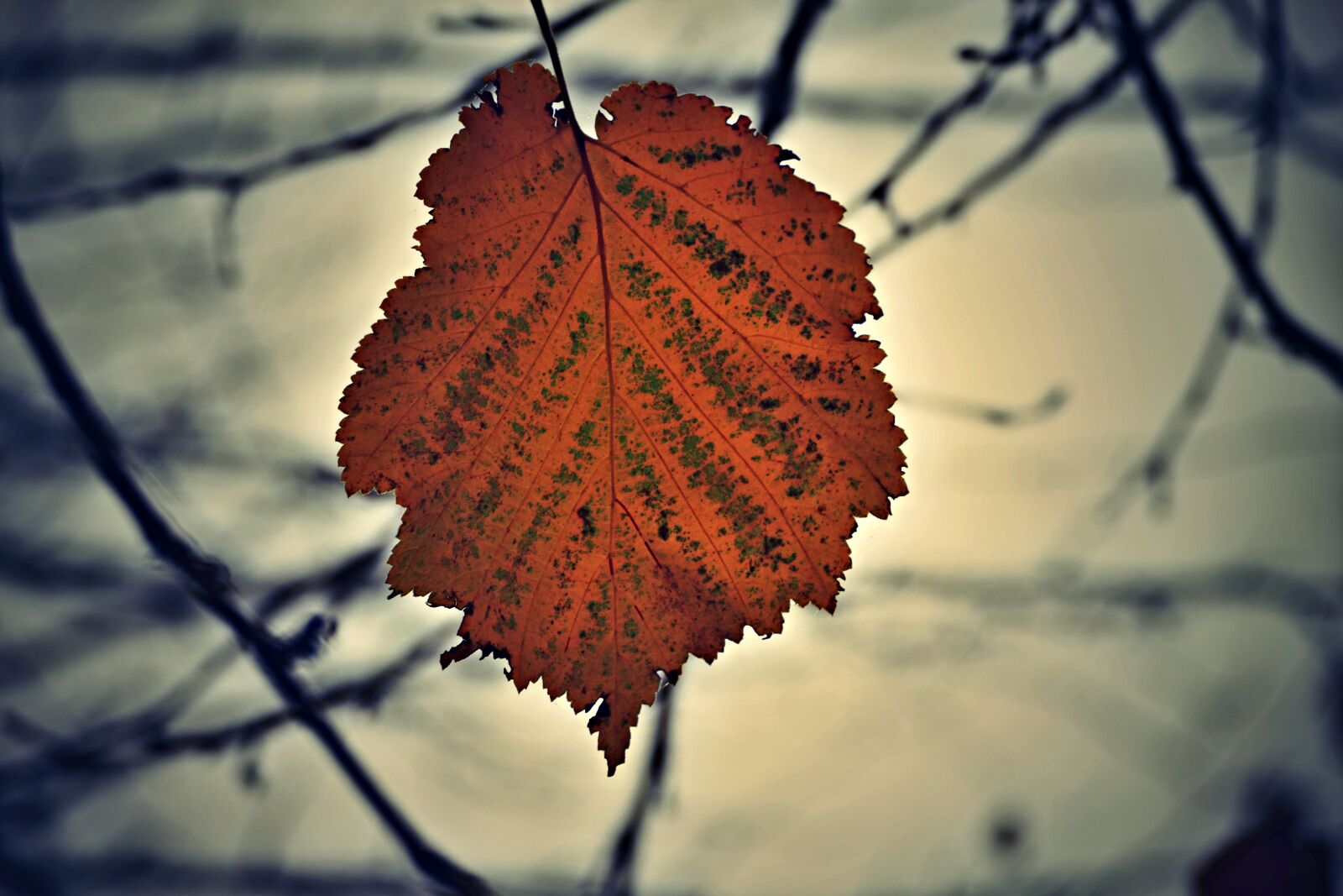 Panasonic Lumix DMC-FZ1000 sample photo. Letter, tree, branches photography