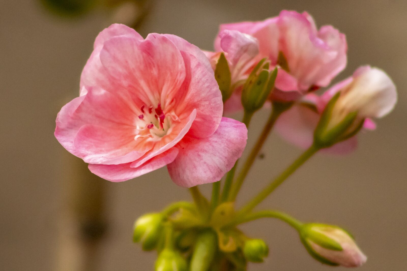 Canon EF75-300mm f/4-5.6 sample photo. Geranium, flower, blooms at photography