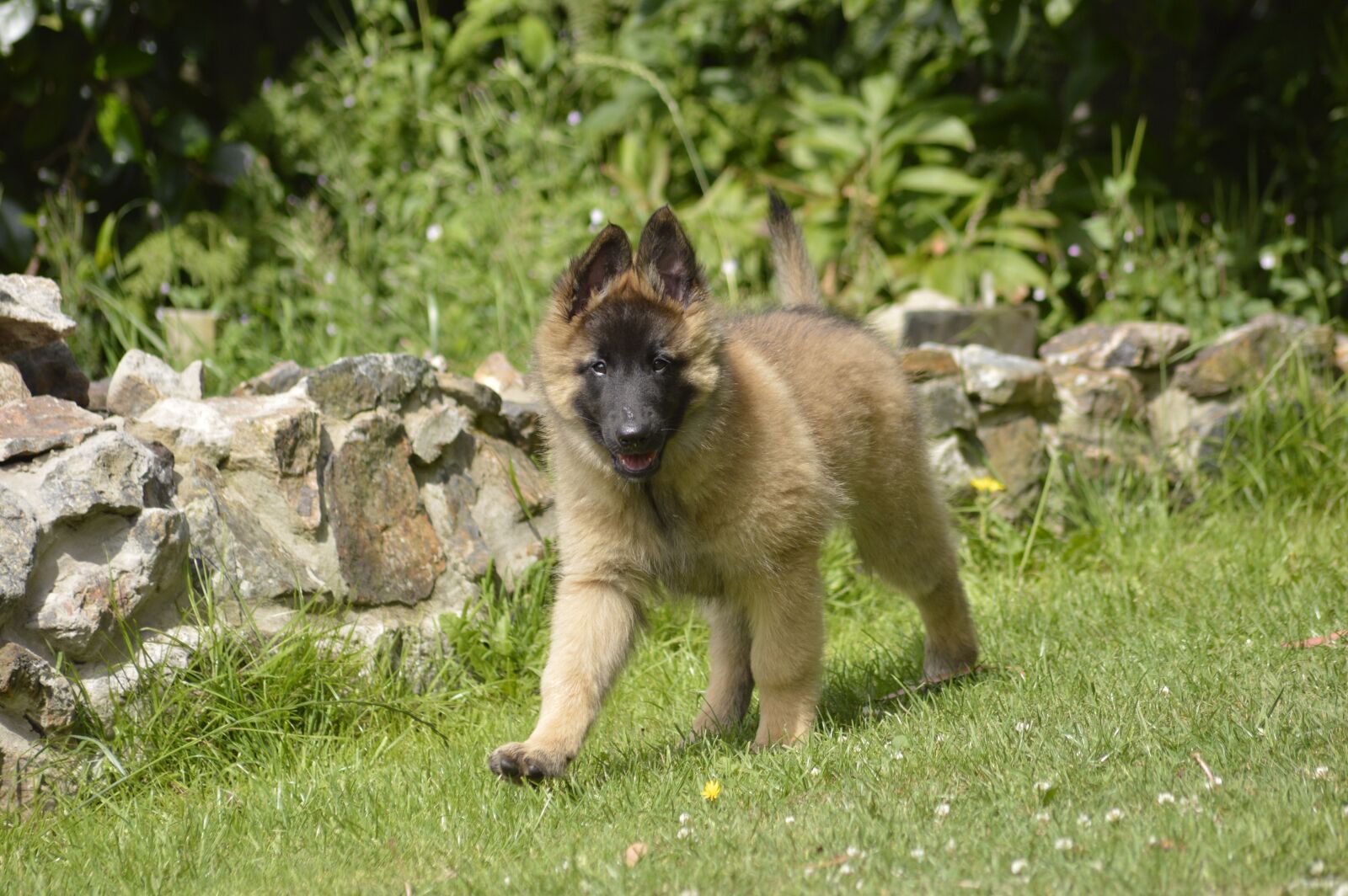 Nikon D3200 sample photo. Belgian, shepherd, bitch photography