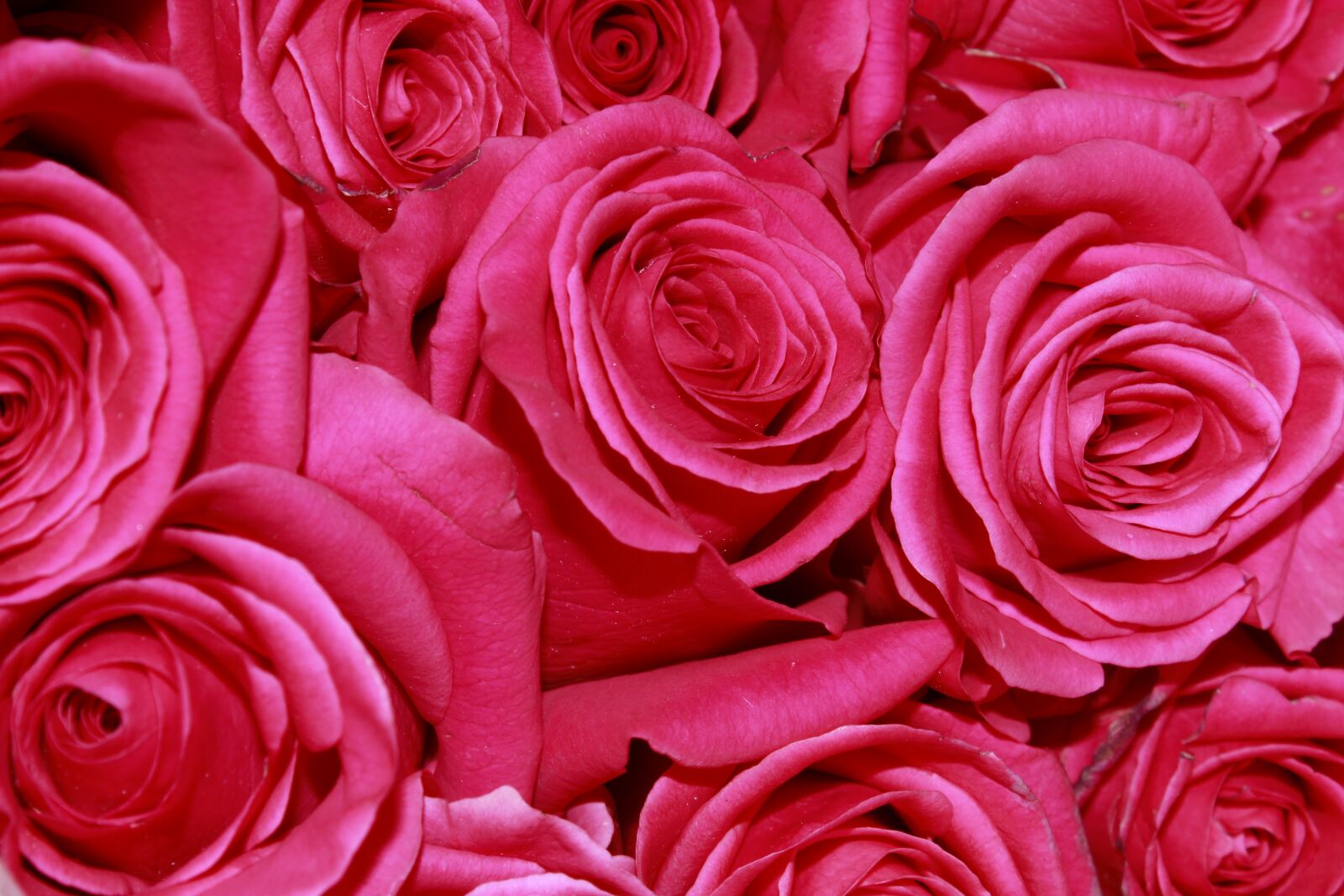 Canon EOS 1200D (EOS Rebel T5 / EOS Kiss X70 / EOS Hi) sample photo. Roses, flowers, red photography