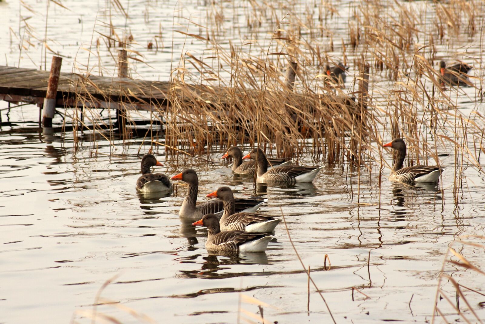Canon EOS 1200D (EOS Rebel T5 / EOS Kiss X70 / EOS Hi) sample photo. Goose grey goose, the photography
