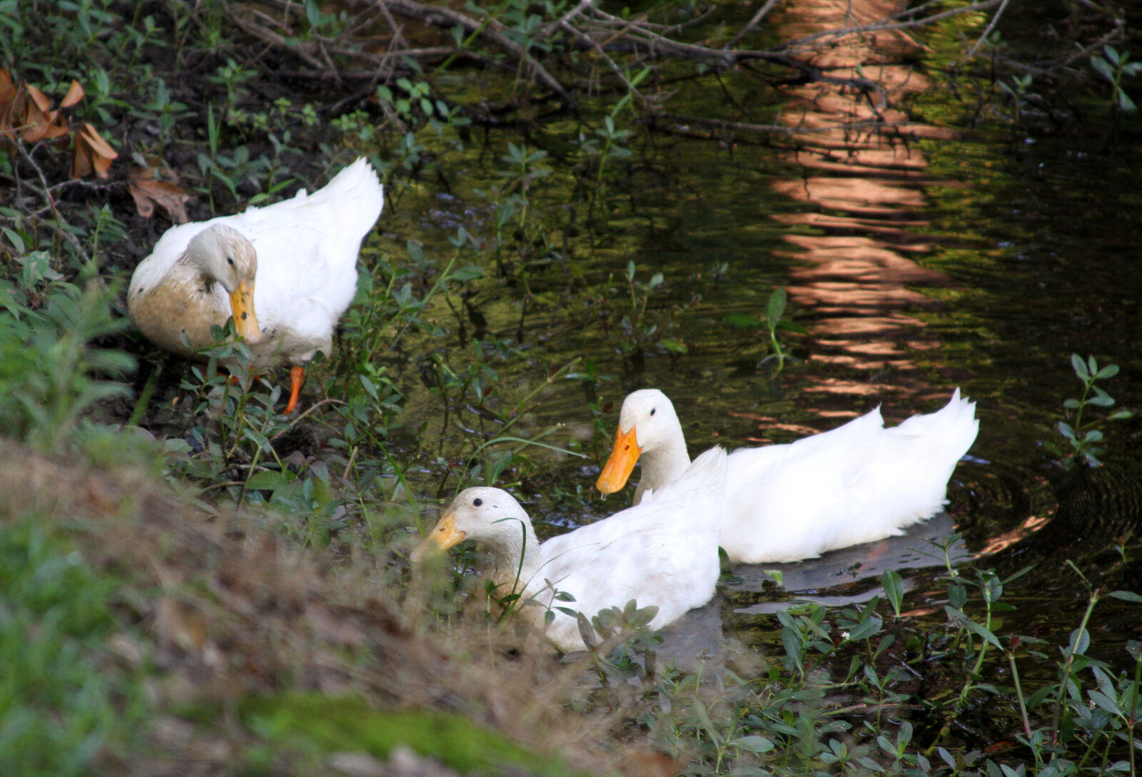 Canon EF 28-135mm F3.5-5.6 IS USM sample photo. Ducks photography