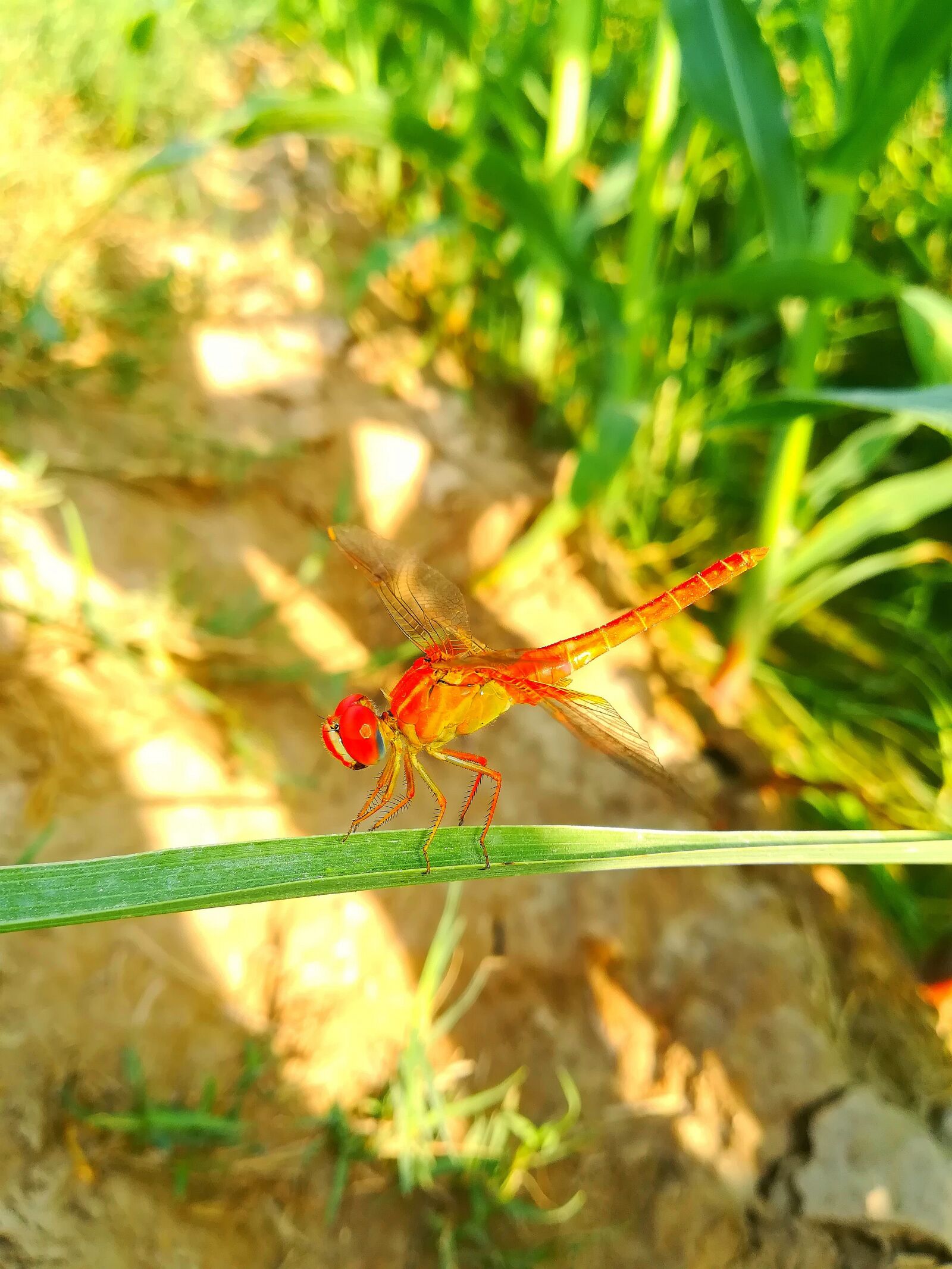 HUAWEI P10 lite sample photo. Dragonfly, pink, colour photography