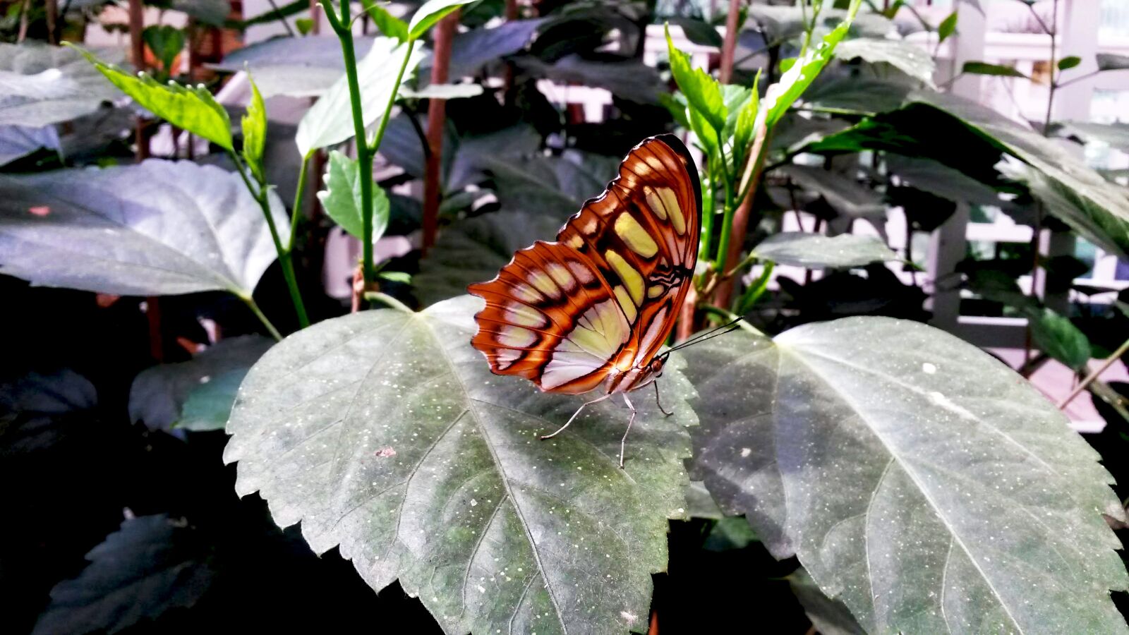Samsung Galaxy S4 Mini sample photo. Butterfly, insect, nature photography