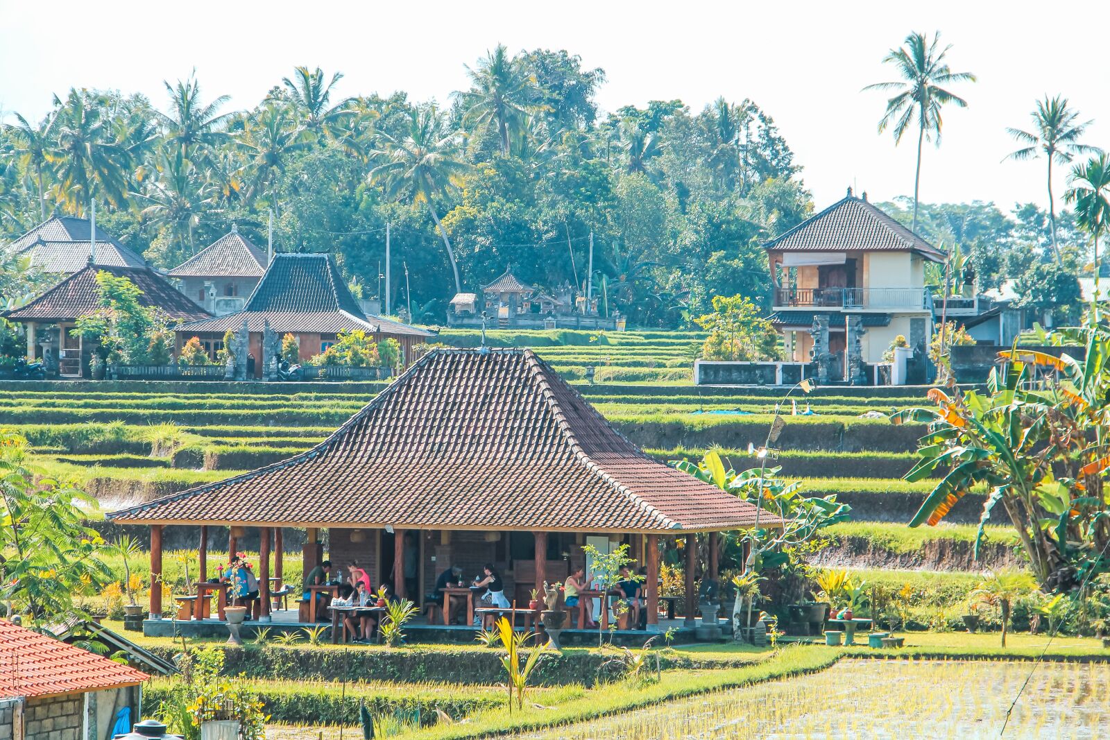 Canon EOS 60D sample photo. Paddy field, bali island photography