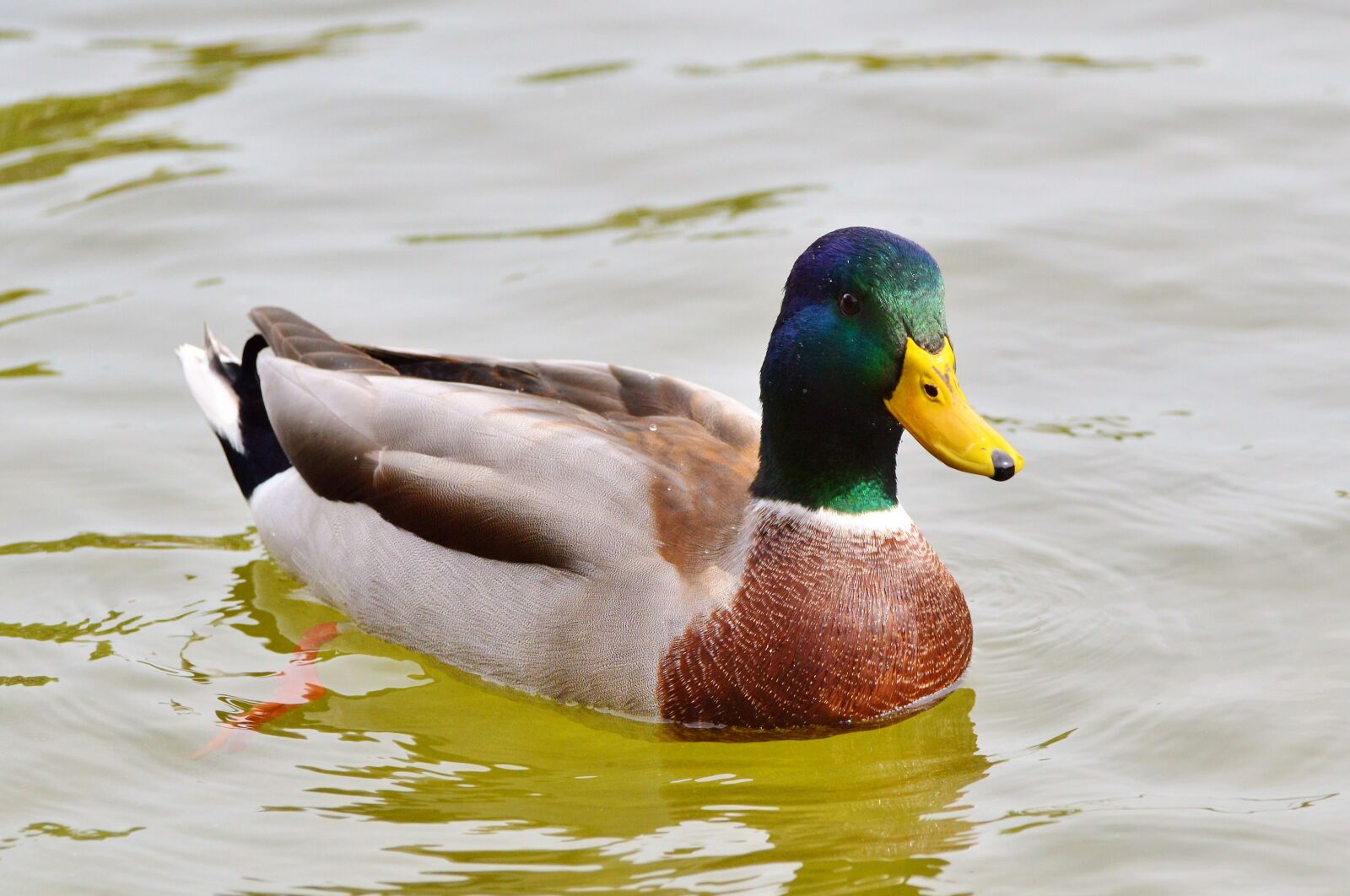 Nikon D3200 sample photo. Ducks, waterfowl, mallard photography