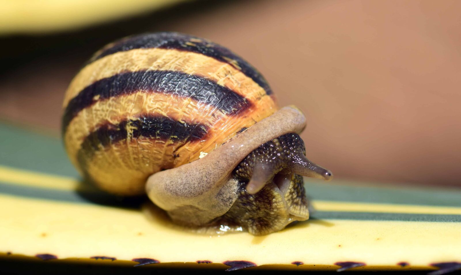 Nikon D3300 sample photo. Garden, snail, invertebrate, brown photography