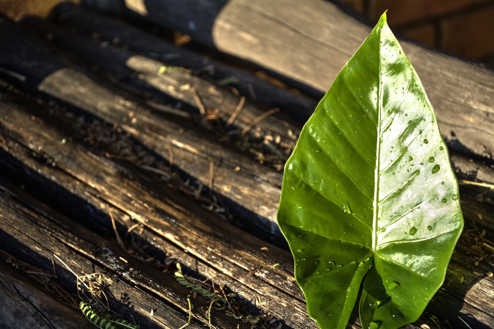 Nikon D5200 sample photo. Leaf, wood, nature photography