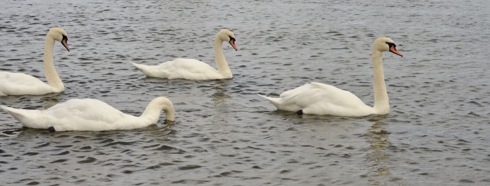 Nikon D7000 sample photo. Swans, birds, nature photography