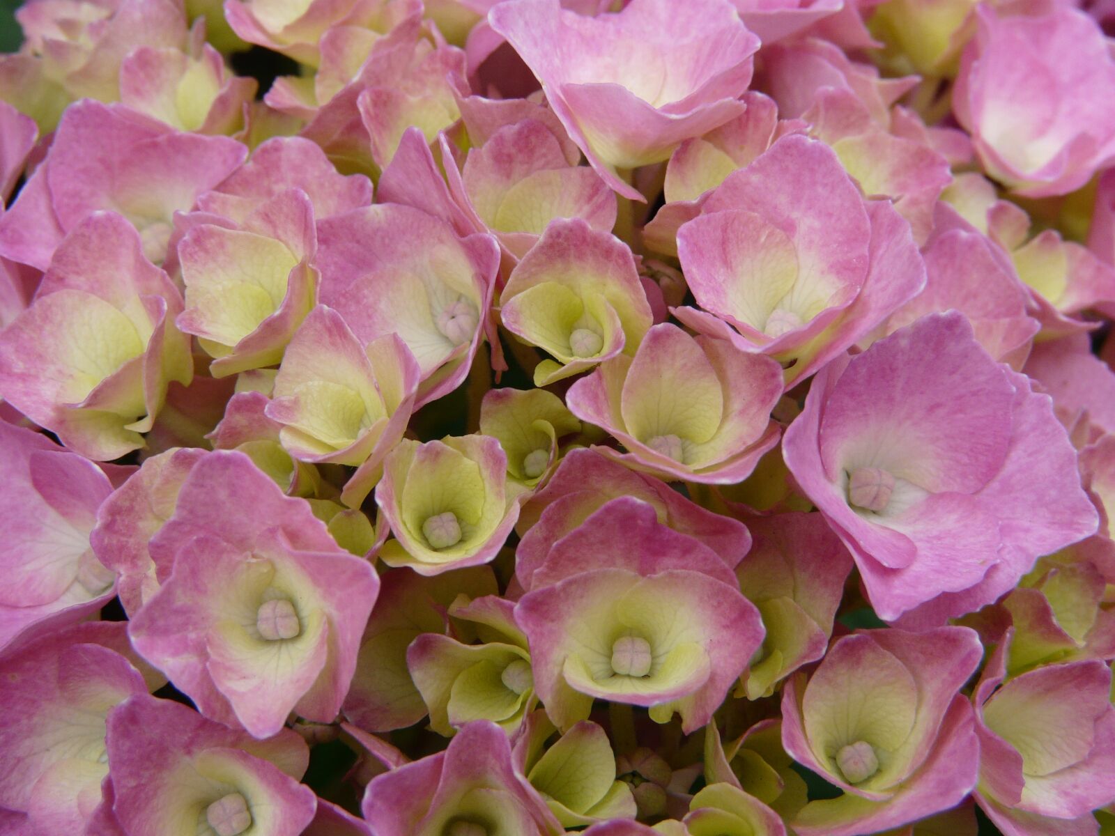 Panasonic DMC-FZ18 sample photo. Hydrangea, roses, summer photography