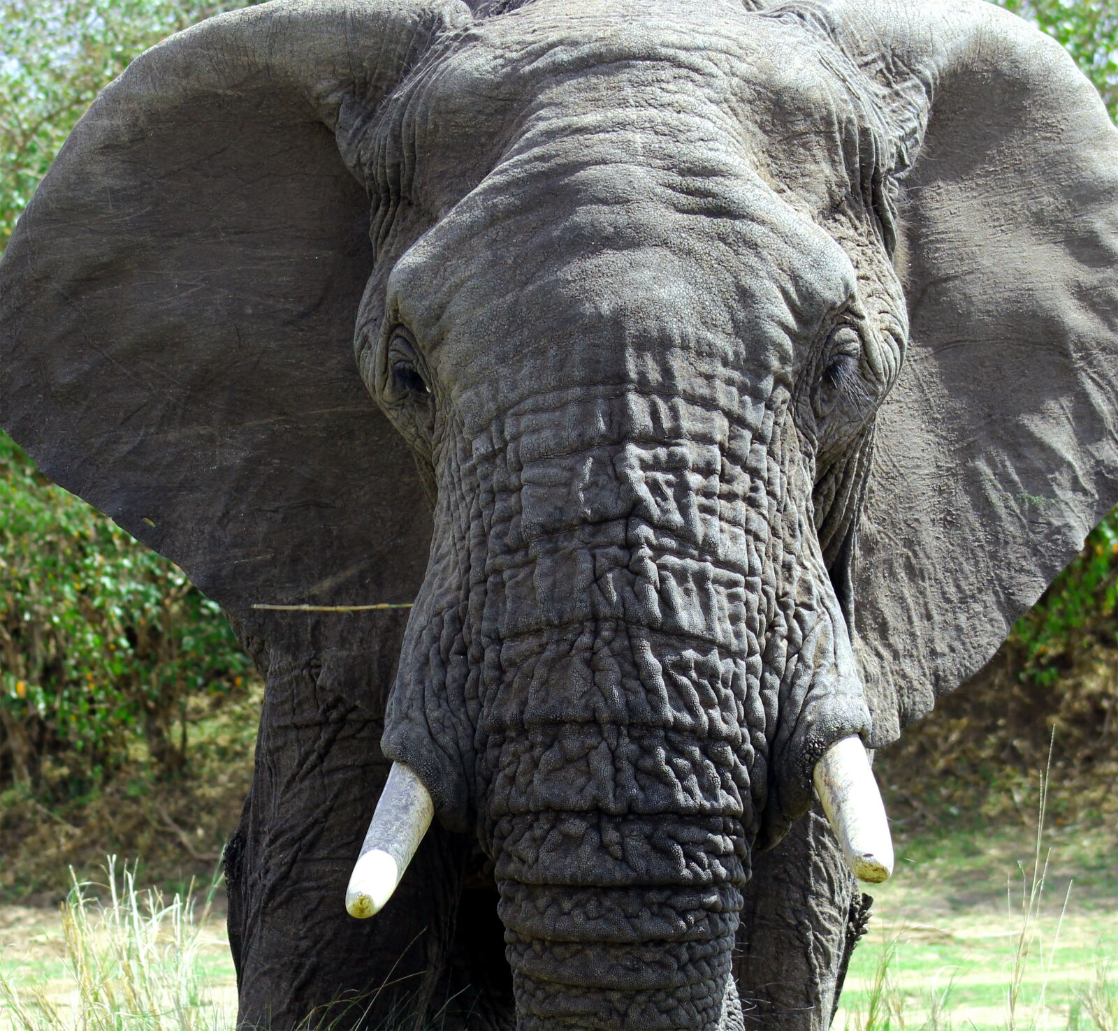 Canon EF75-300mm f/4-5.6 sample photo. Elephant, africa, safari photography