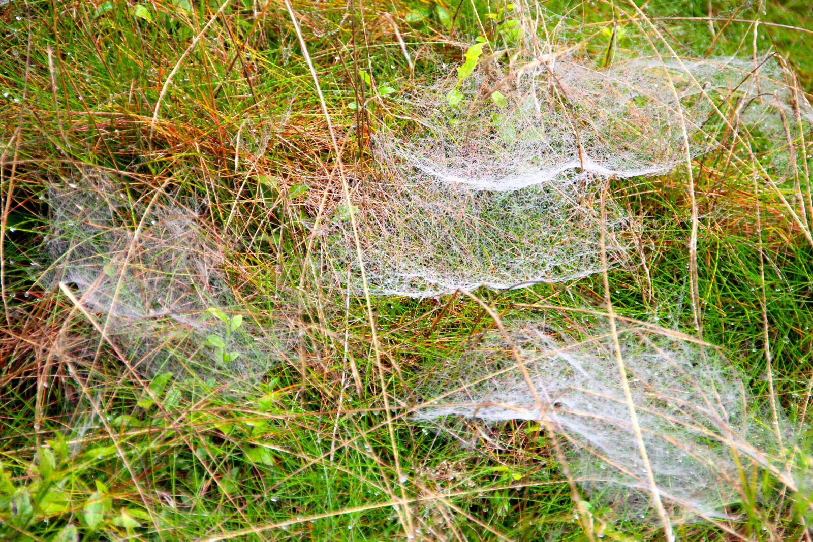 Sigma 18-250mm F3.5-6.3 DC OS HSM sample photo. Meadow, spin, weave photography
