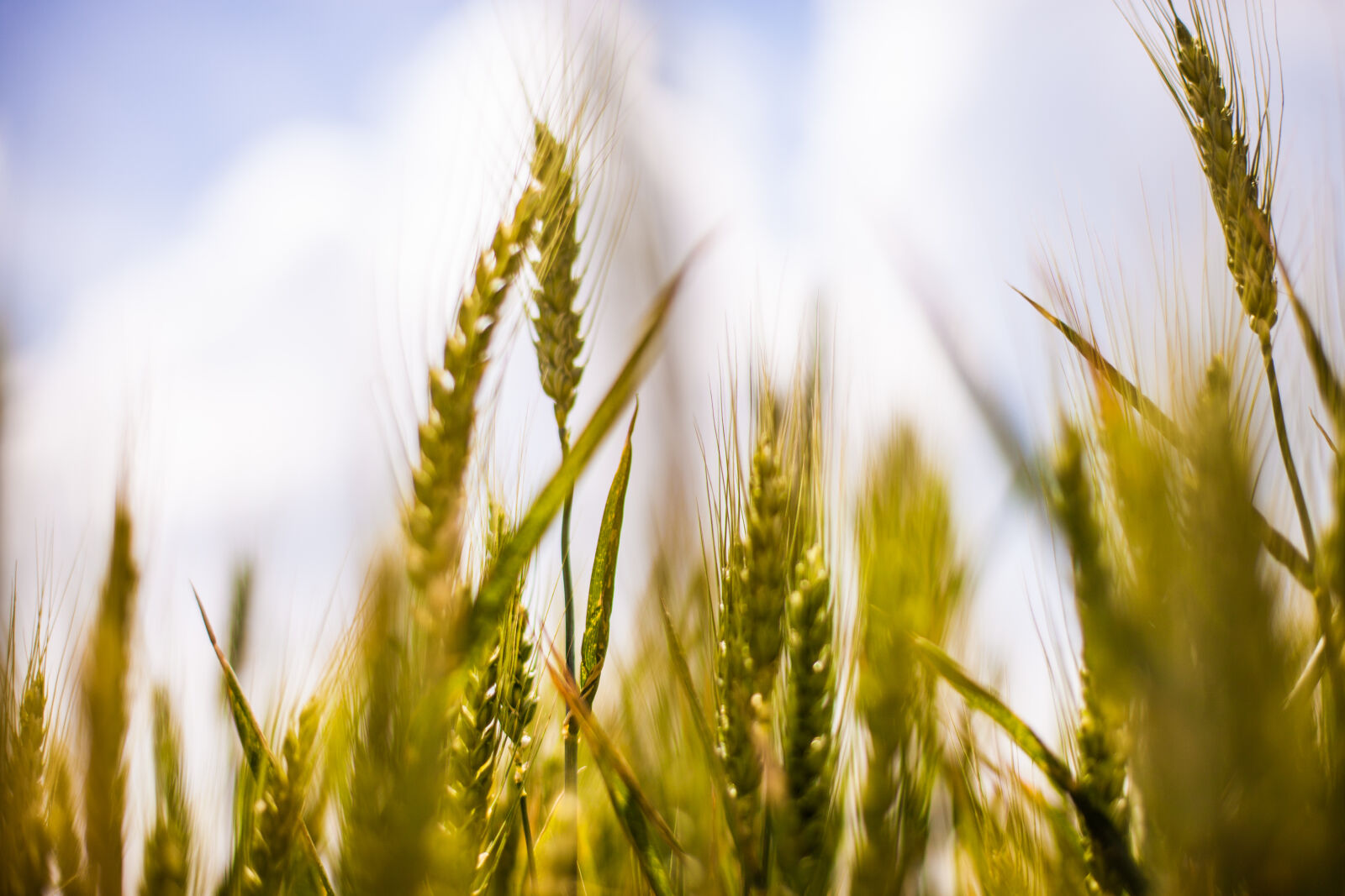 Canon EOS 5D Mark II sample photo. Agriculture, barley, cereals, cornfield photography