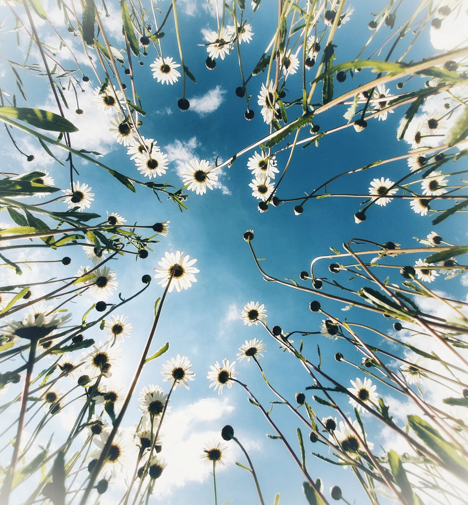 Samsung Galaxy S10 sample photo. Chamomile, summer, sky photography