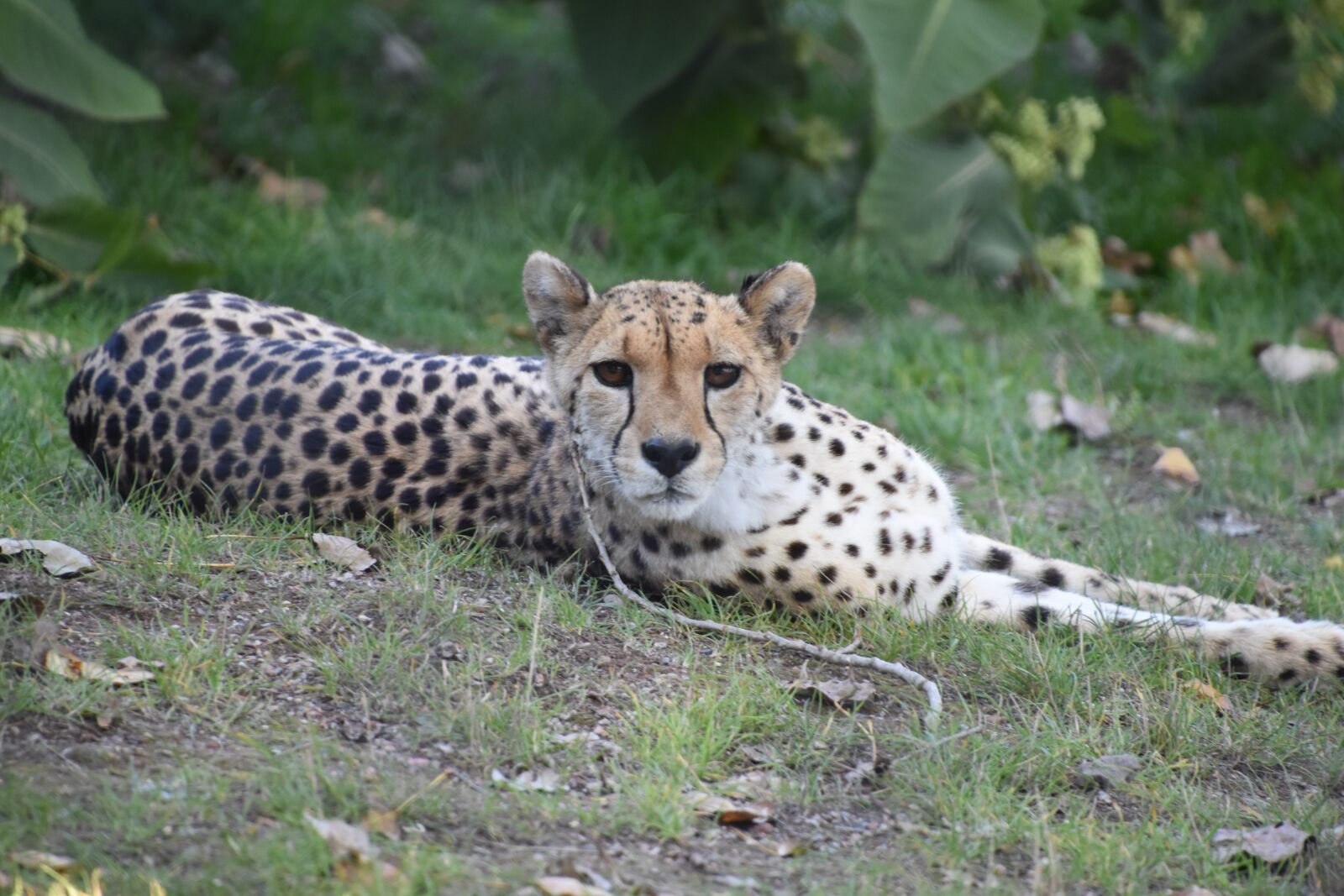 Nikon D5600 sample photo. Cheetah, nature, tawny photography