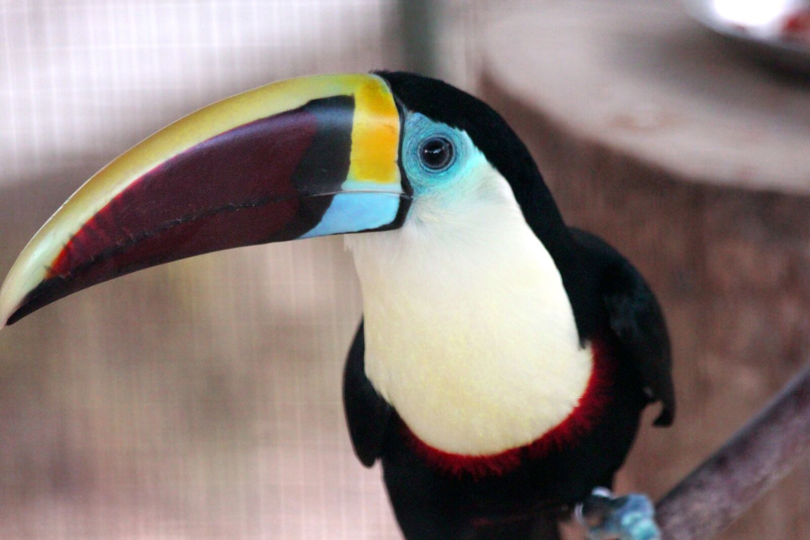 Canon EOS 650D (EOS Rebel T4i / EOS Kiss X6i) sample photo. Toucan, bird, black toucan photography