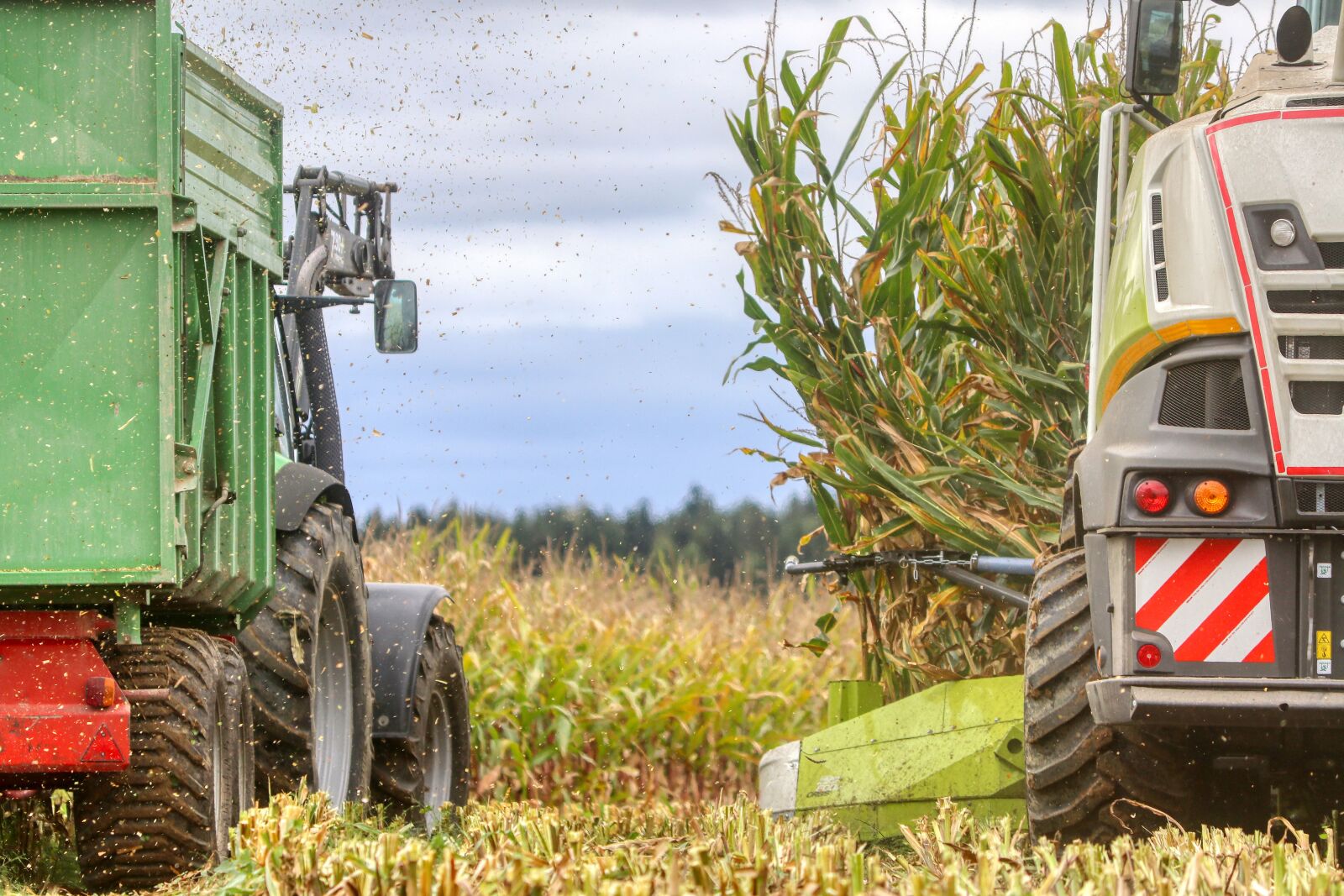 Canon EOS 80D sample photo. Corn, corn harvest, cornfield photography
