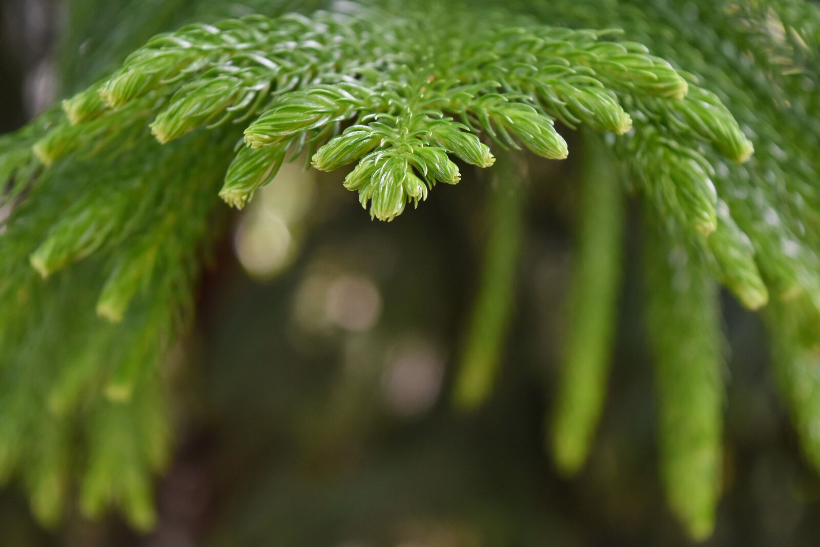 Nikon D5500 sample photo. Nature, plant, leaf, evergreen photography