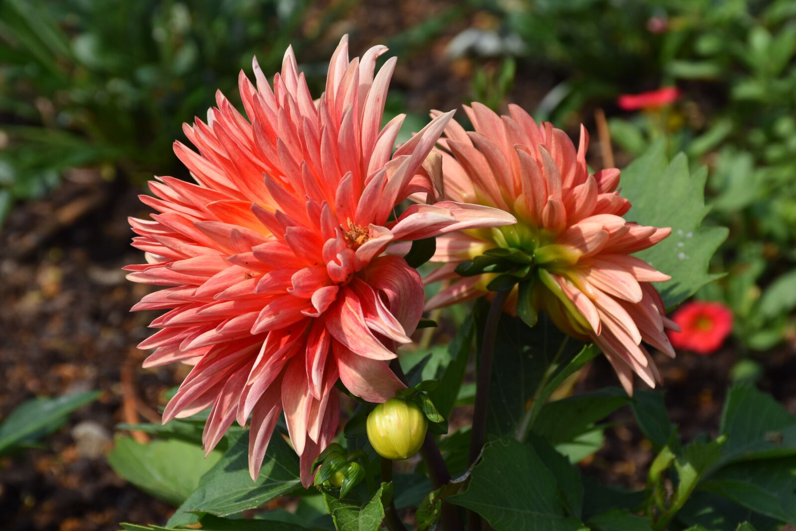 Nikon D5600 sample photo. Dahlia, apricot, flowers photography