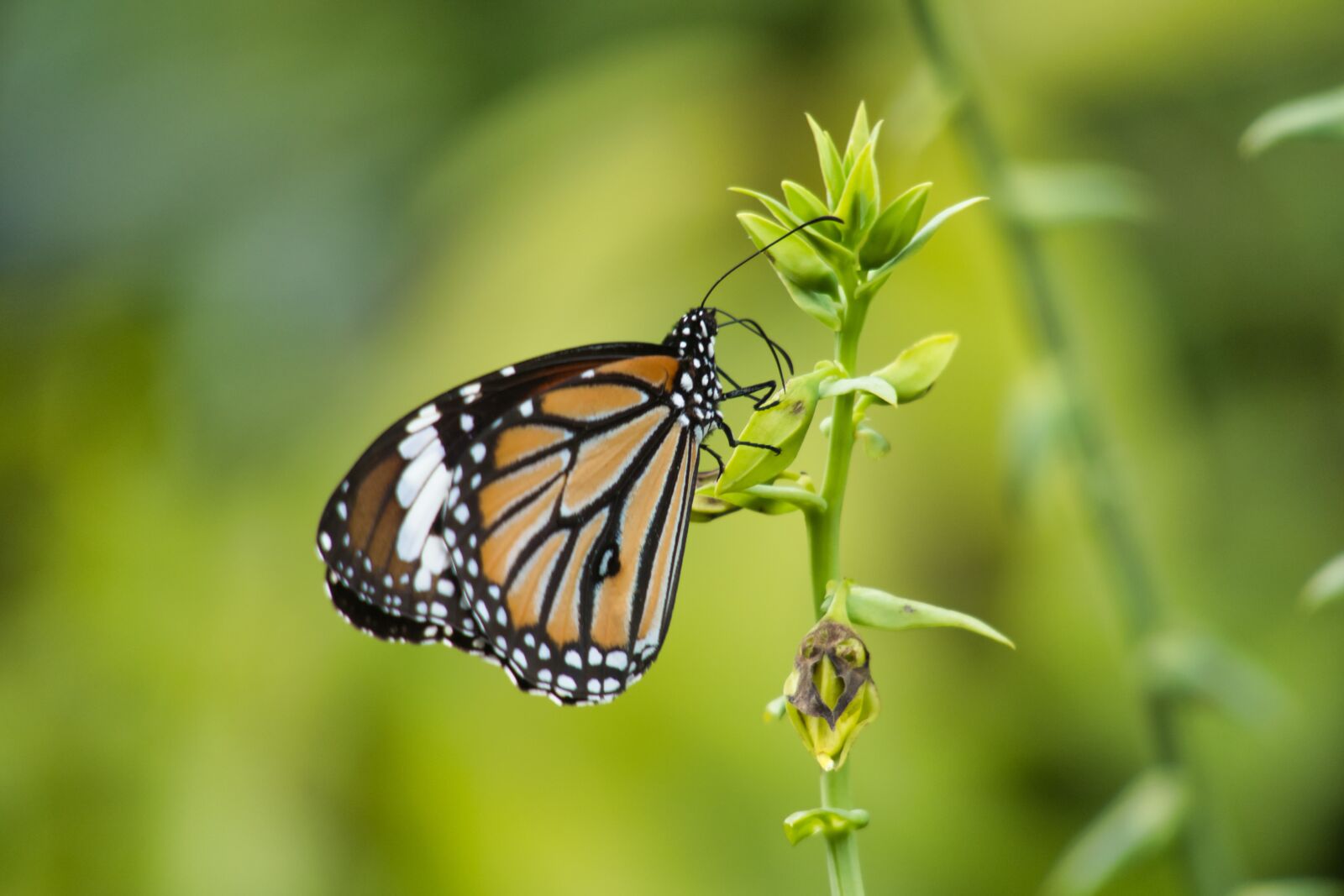 Canon PowerShot G3 X sample photo. Butterfly, thailand, striped tiger photography