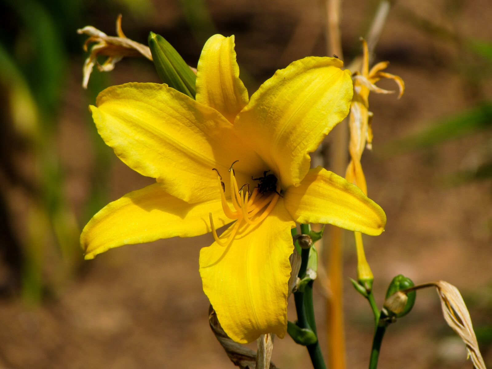 Canon PowerShot SX510 HS sample photo. Flower, plant, garden photography