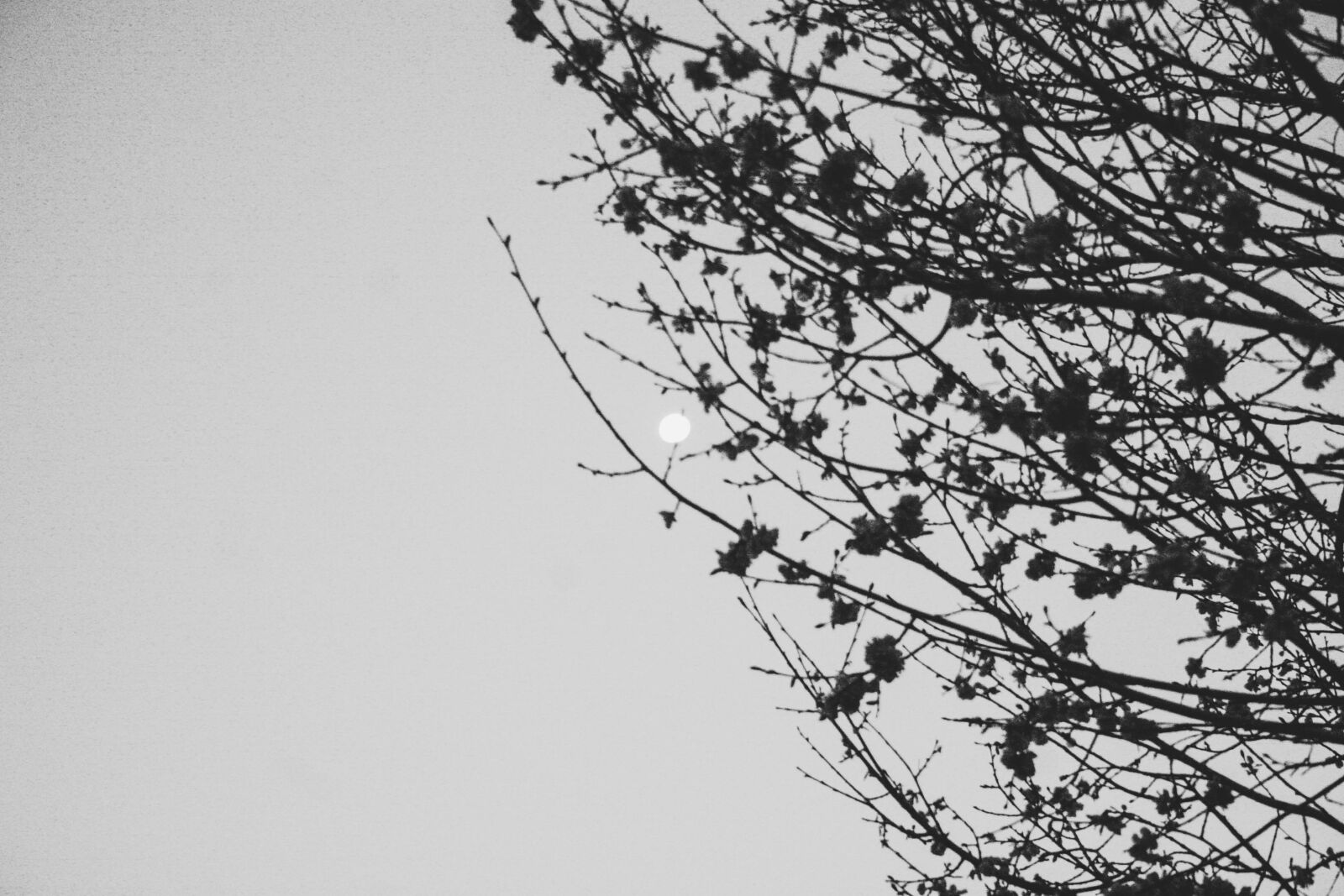 Canon EOS 20D sample photo. Dark, dark, trees, moon photography