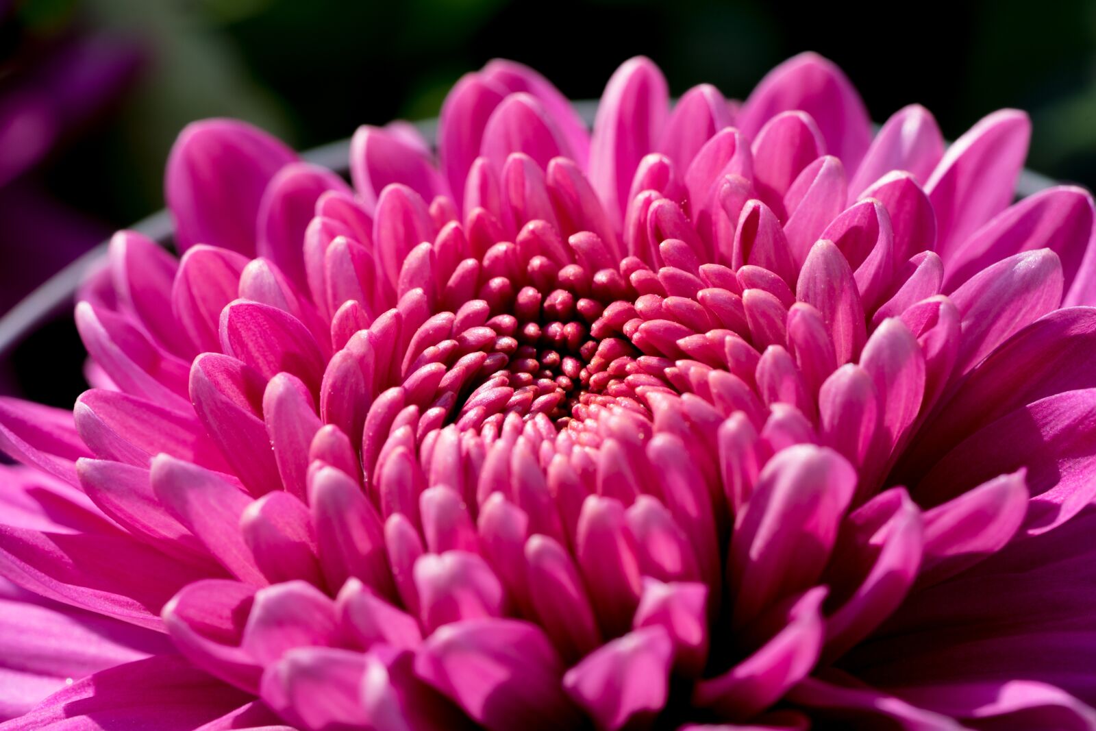 Sony a7 II + Sony FE 90mm F2.8 Macro G OSS sample photo. Chrysanthemum, flowers, purple photography