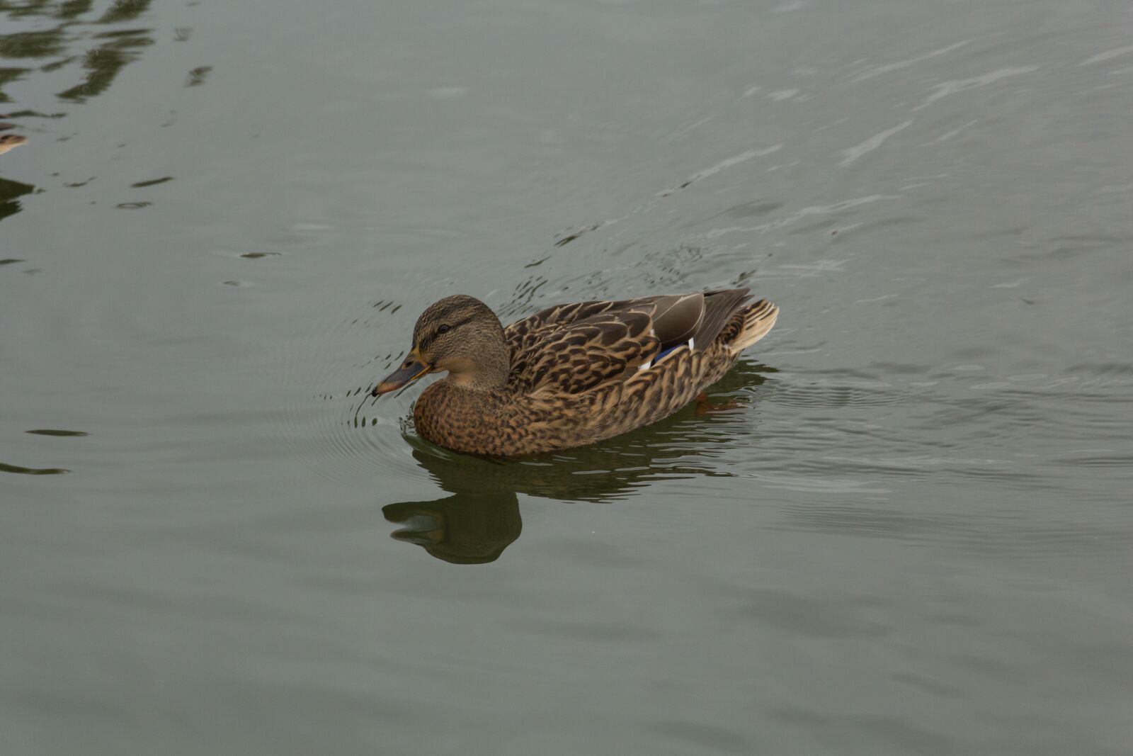 Canon EF-S 18-135mm F3.5-5.6 IS USM sample photo. Water, lake, pond photography