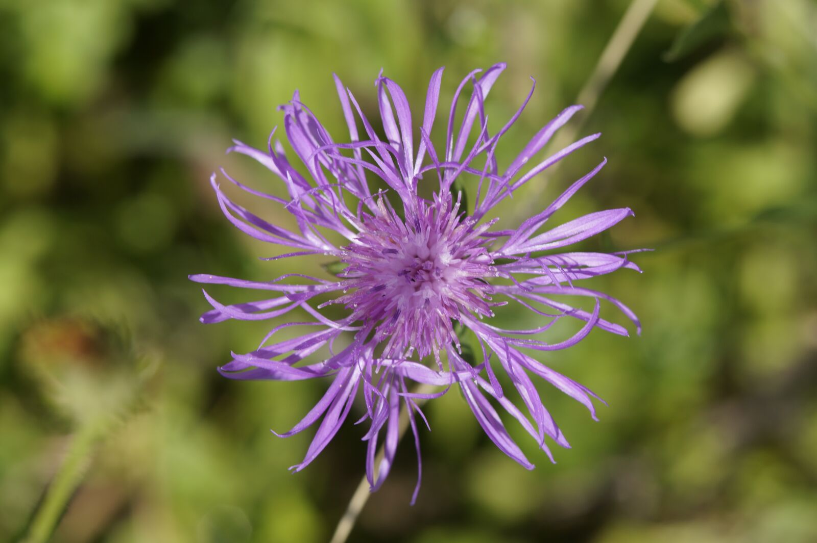 Sony SLT-A58 + Tamron SP AF 60mm F2 Di II LD IF Macro sample photo. Knapweed, purple, pointed flower photography