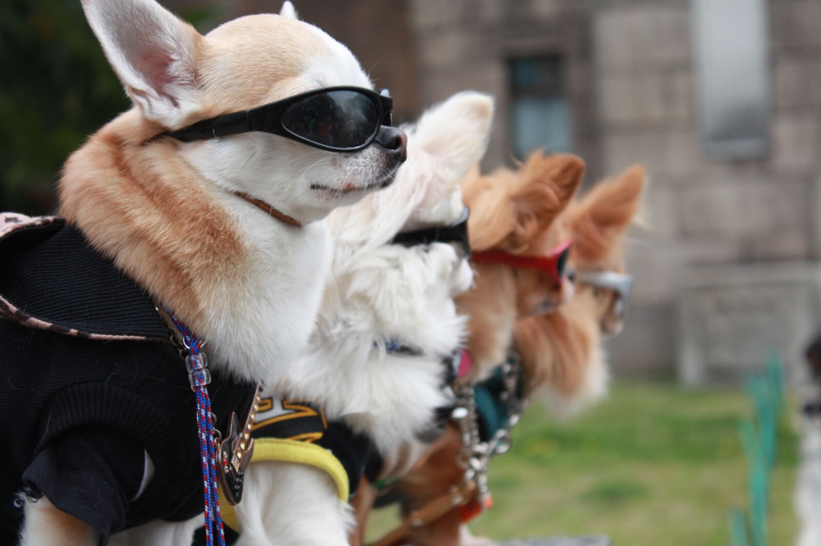 Canon EOS 450D (EOS Rebel XSi / EOS Kiss X2) sample photo. Puppy, sunglasses, fashion photography
