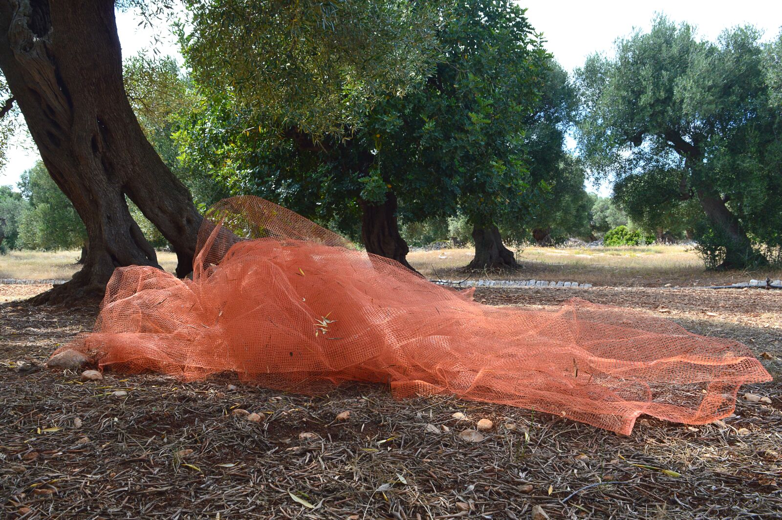 Nikon D3200 sample photo. Network, olives, green photography