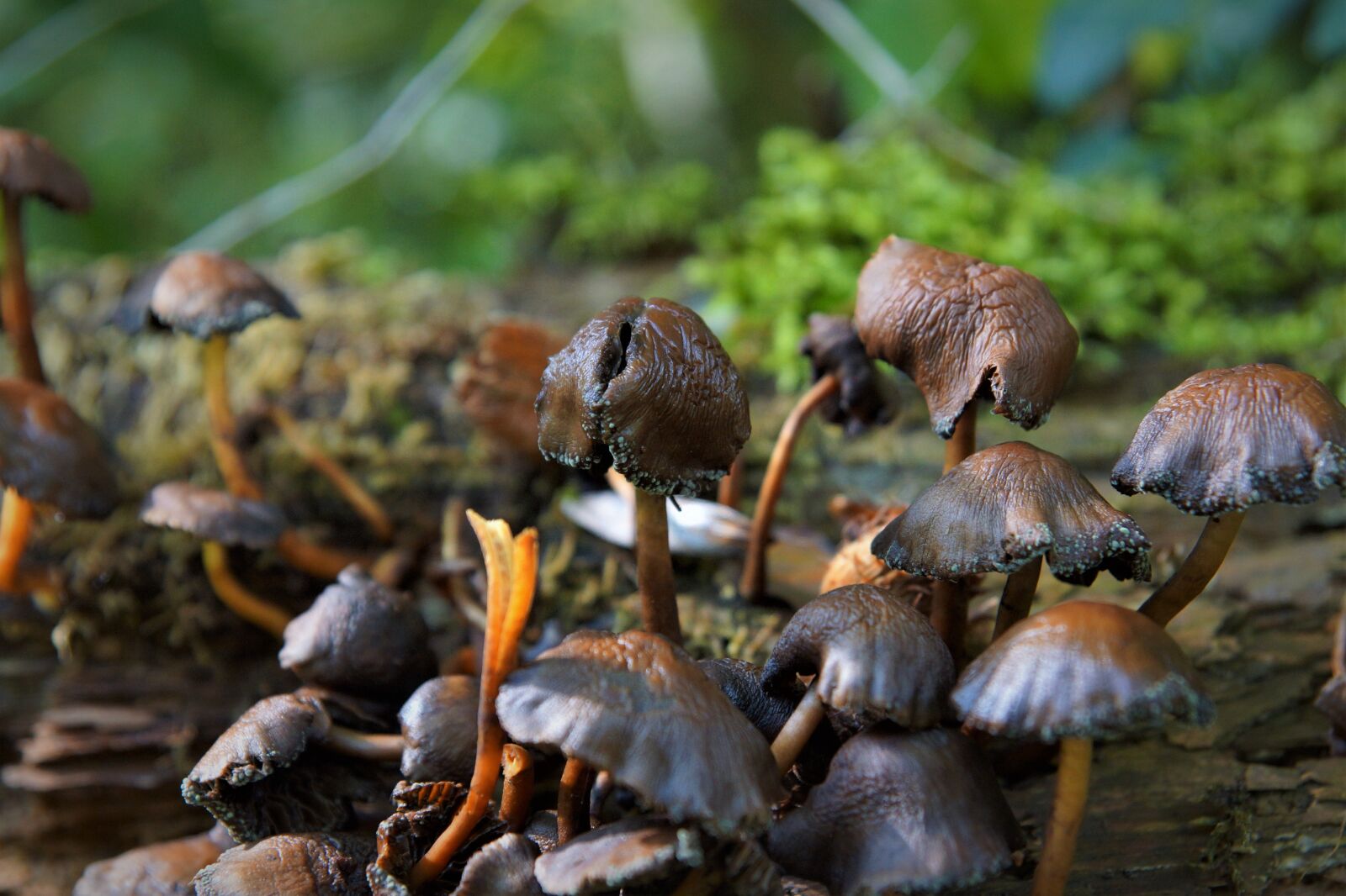 24-70mm F2.8 sample photo. Autumn, mushrooms, brown photography