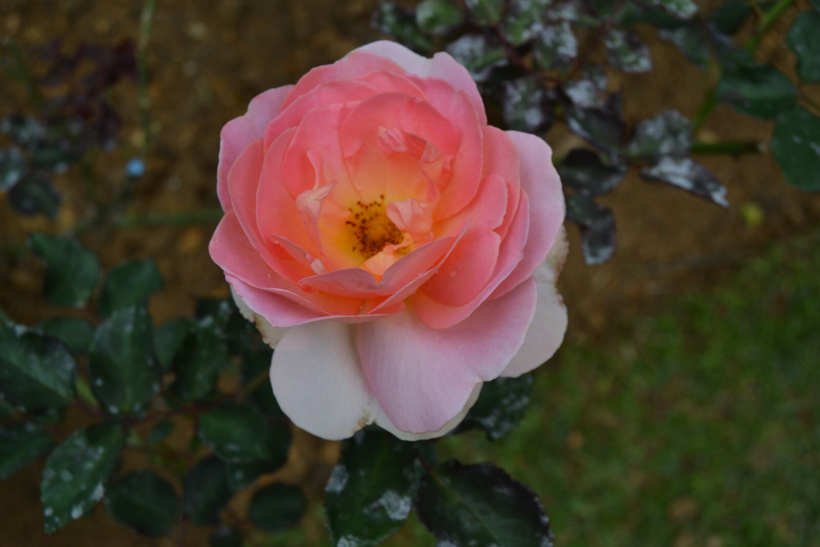 Nikon D3100 sample photo. Beautiful, flowers photography