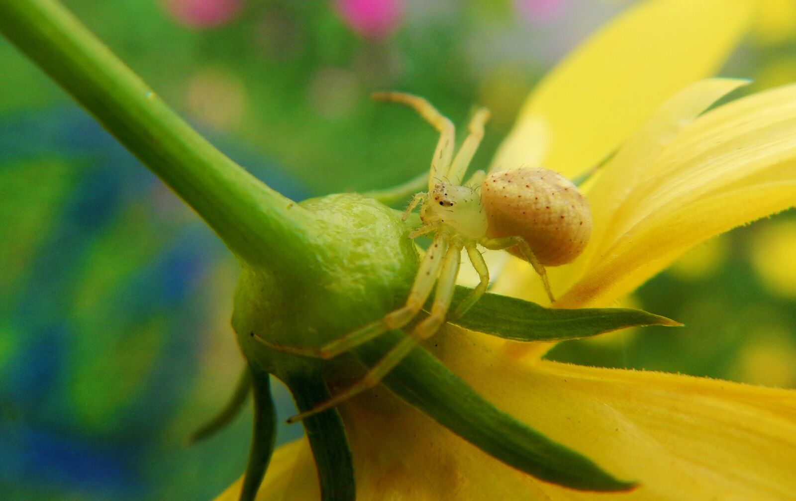 Nikon Coolpix AW110 sample photo. Spider, web, insects photography