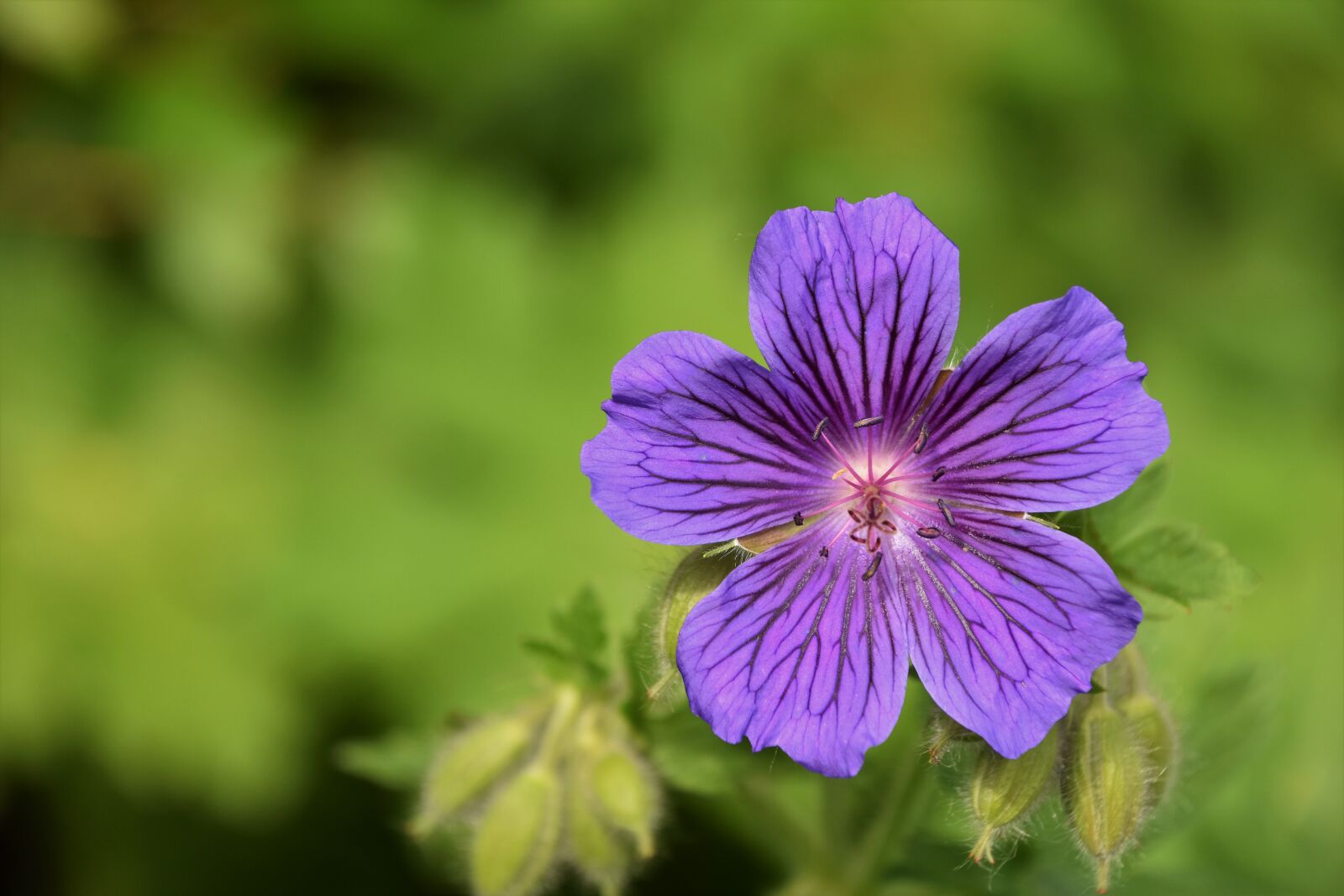 Nikon D5600 sample photo. Geranium, nature, summer photography