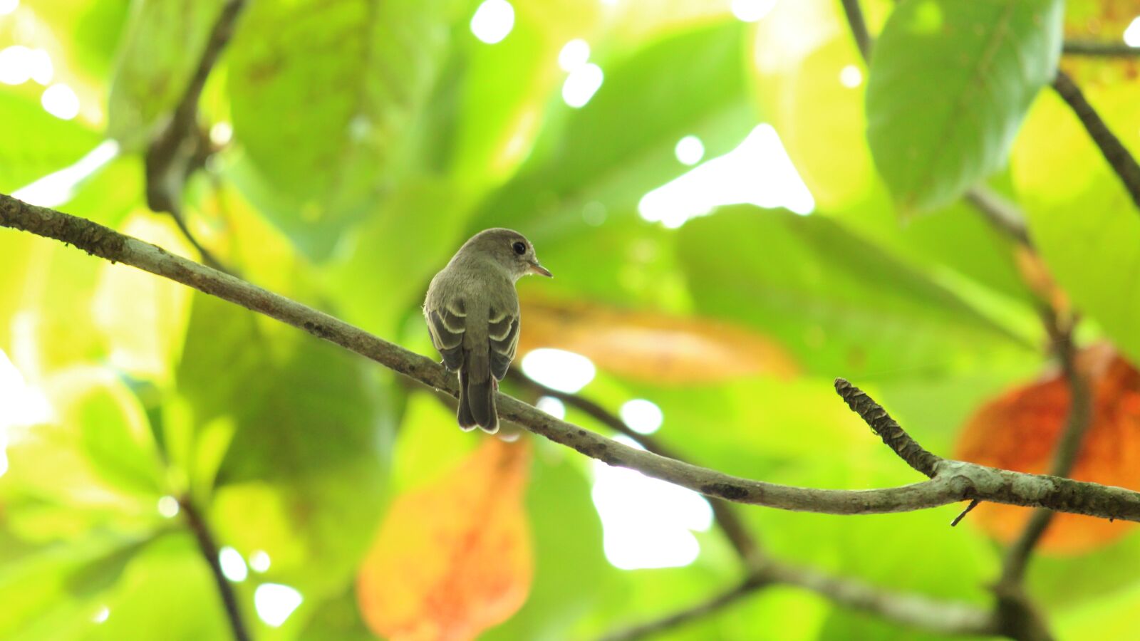 Canon EOS 1300D (EOS Rebel T6 / EOS Kiss X80) sample photo. Bird, avian, flycatcher photography