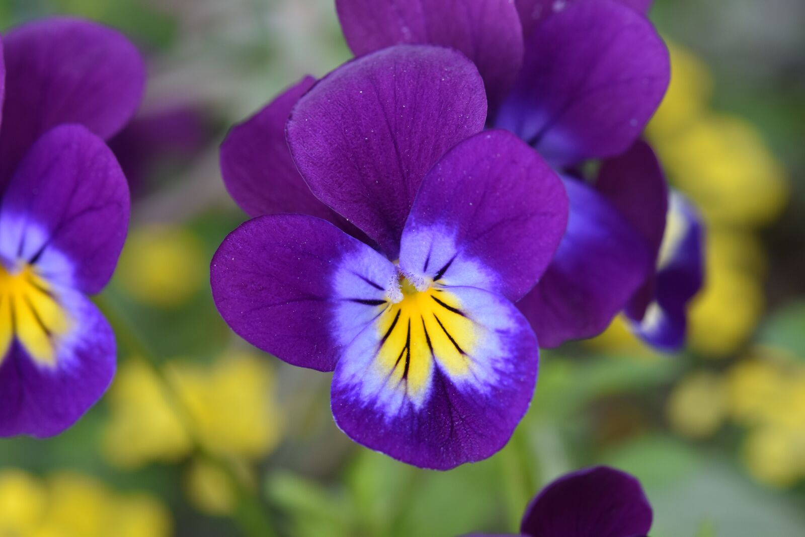 Nikon D5600 sample photo. Flower, purple flower, violets photography