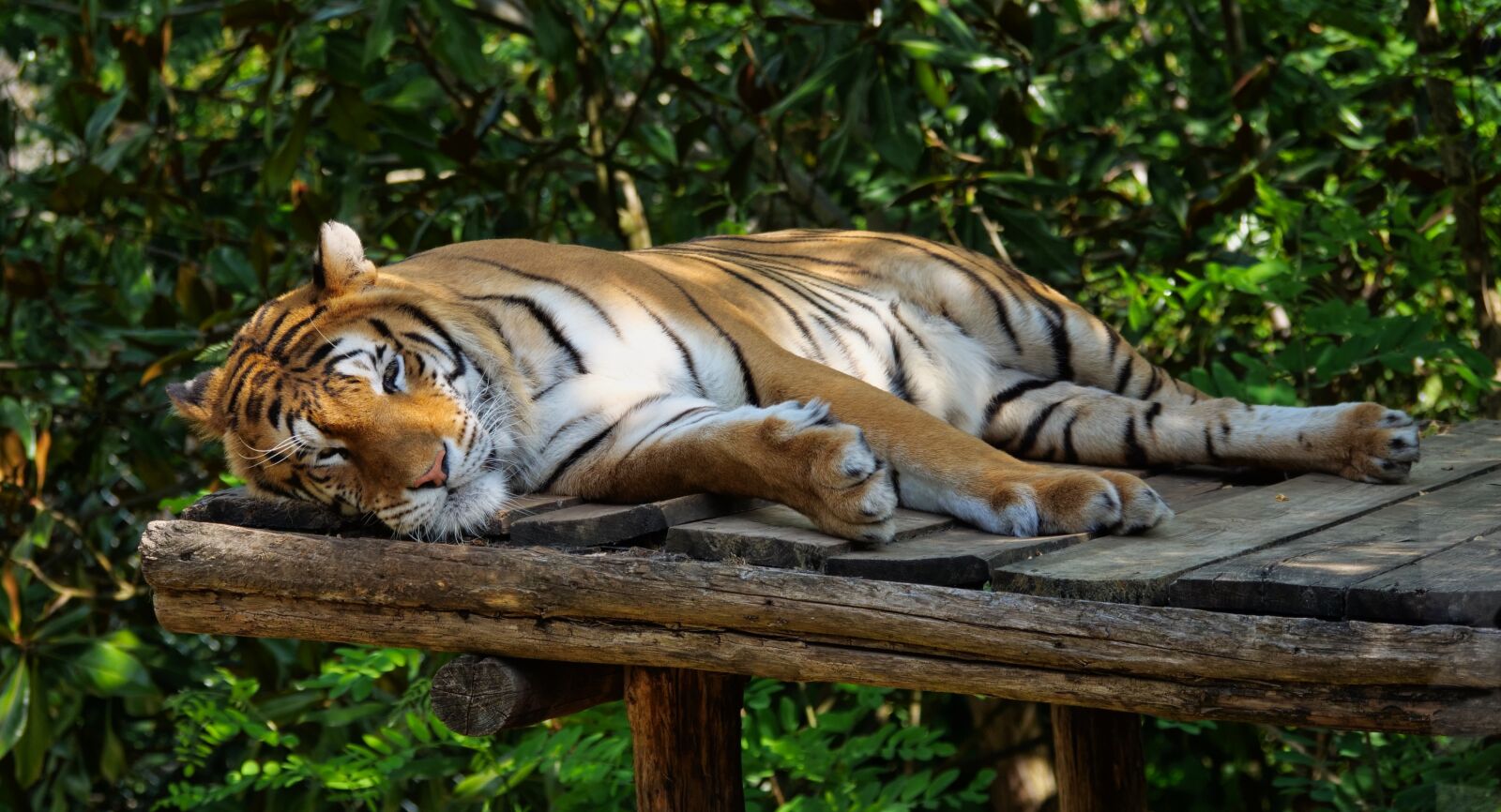 Panasonic Lumix DC-G9 sample photo. Tiger, wild animal, animals photography